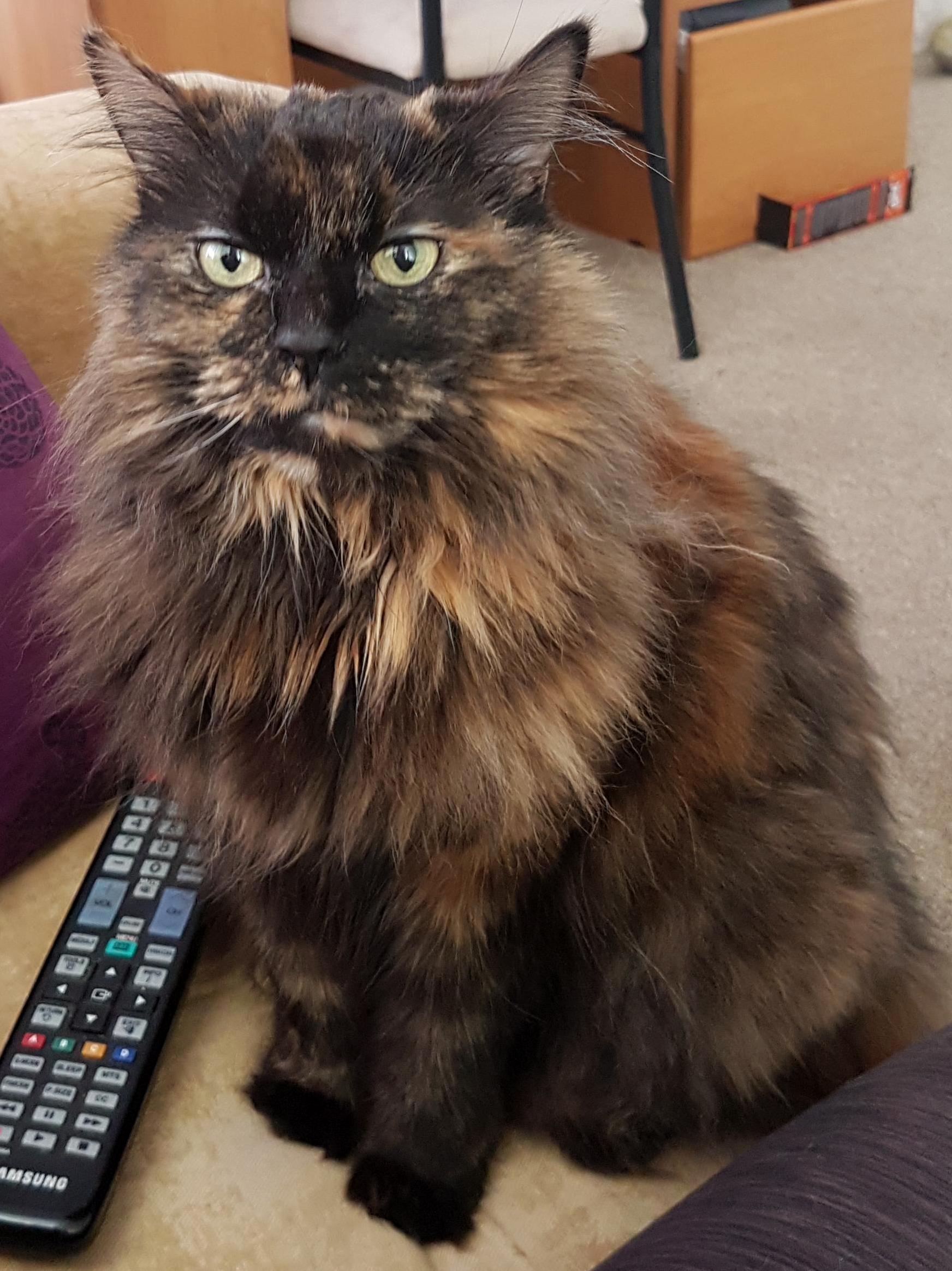This majestic beauty is almost 13 years old still as soft and fluffy as a kitten