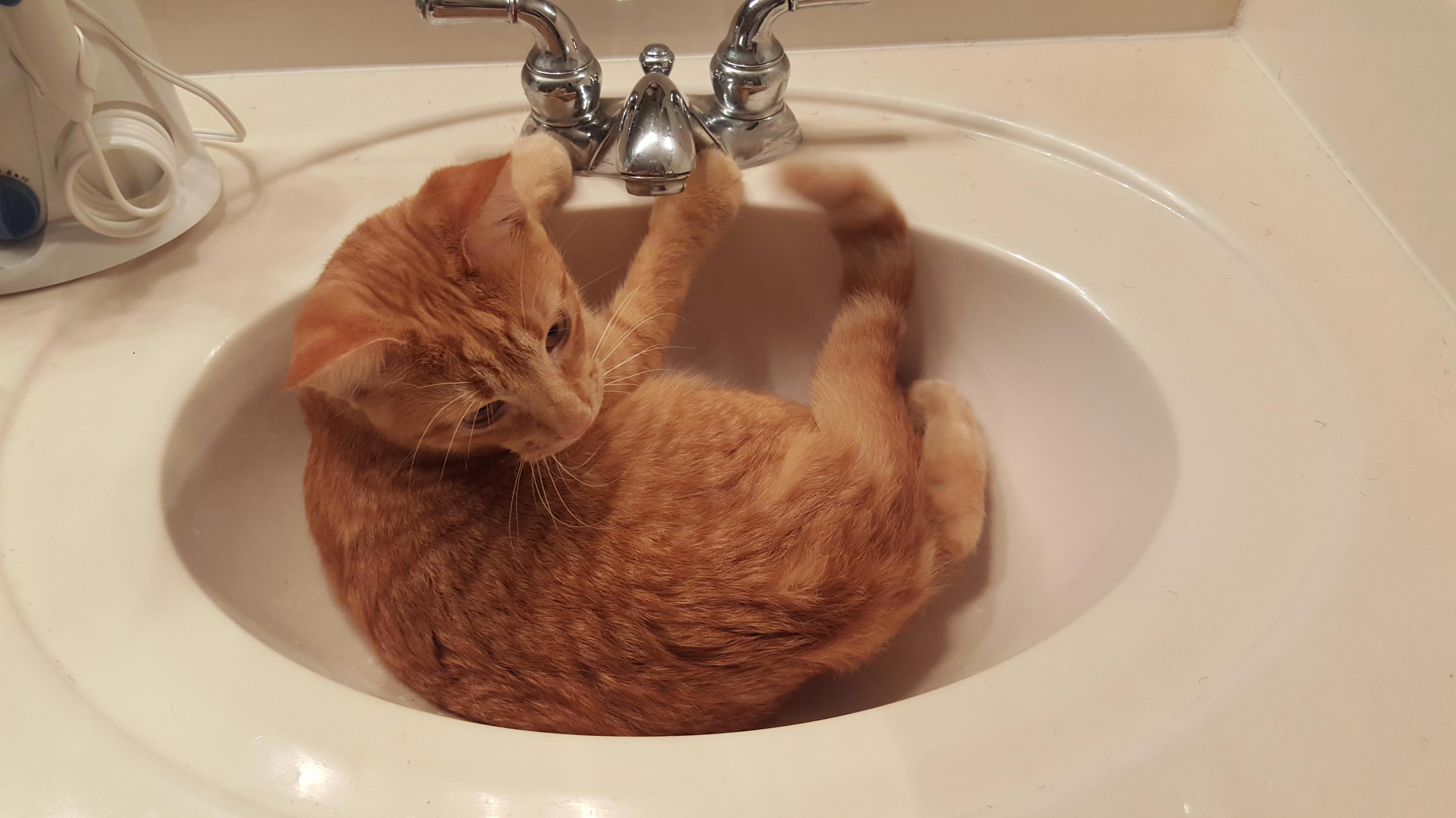Tigger loves the sink
