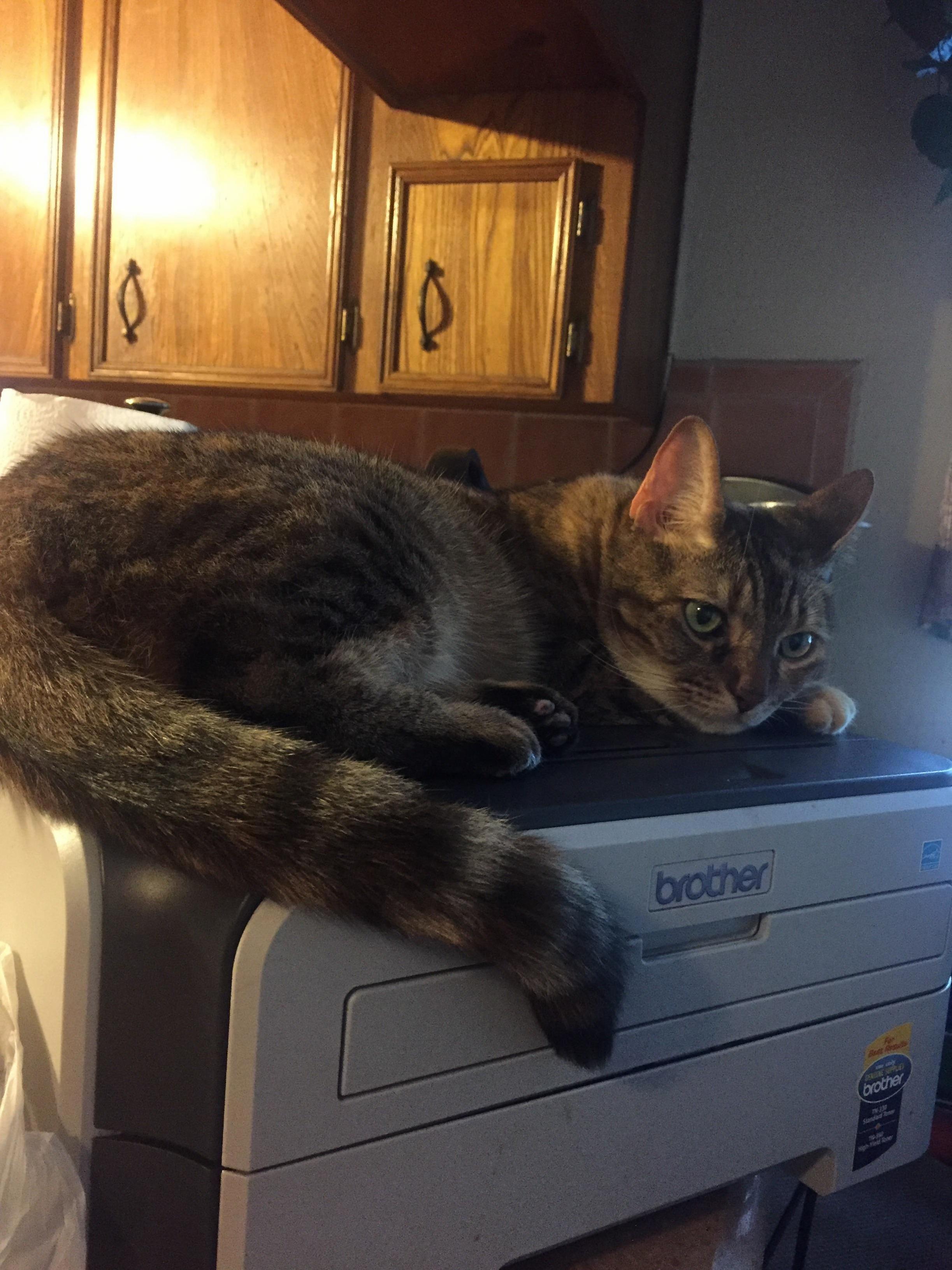 Turns out this printer is a cat bed.