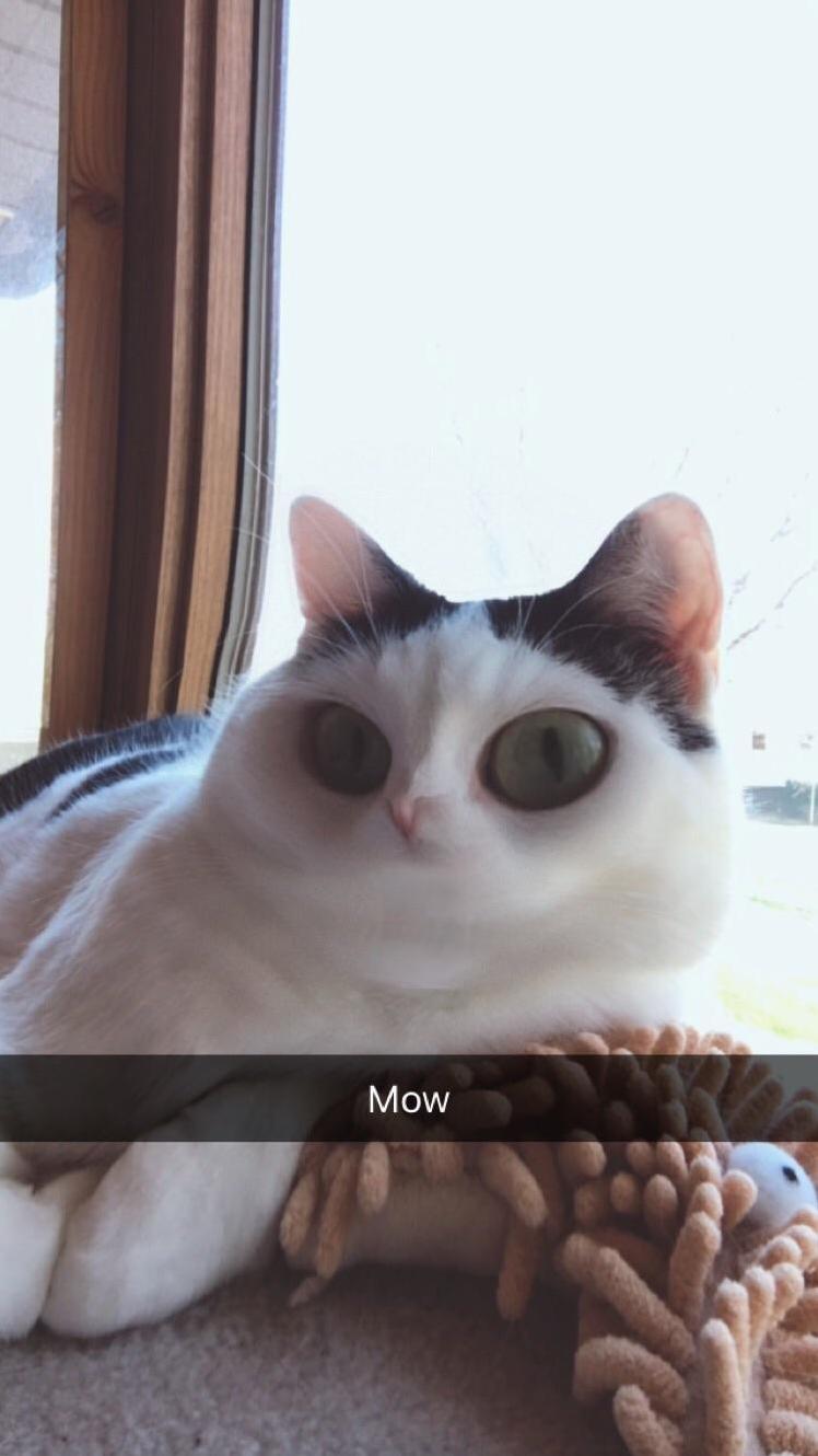 When i found out snapchat filters work on my cat.