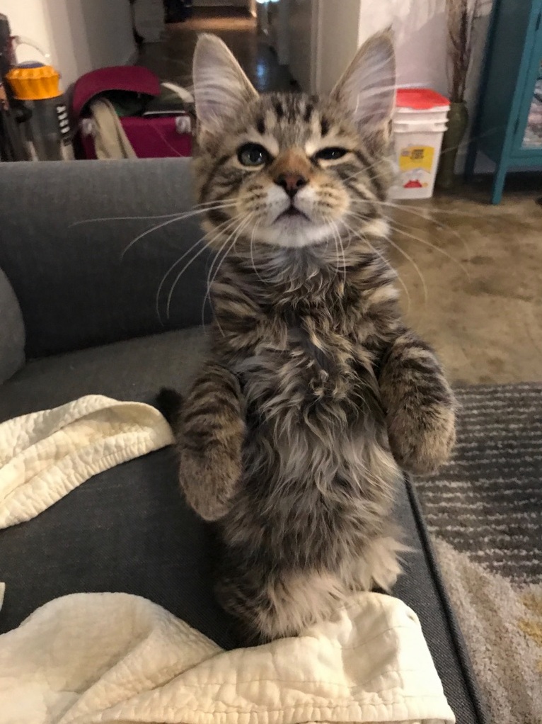 X post from rcatsstandingup what breed is this cat