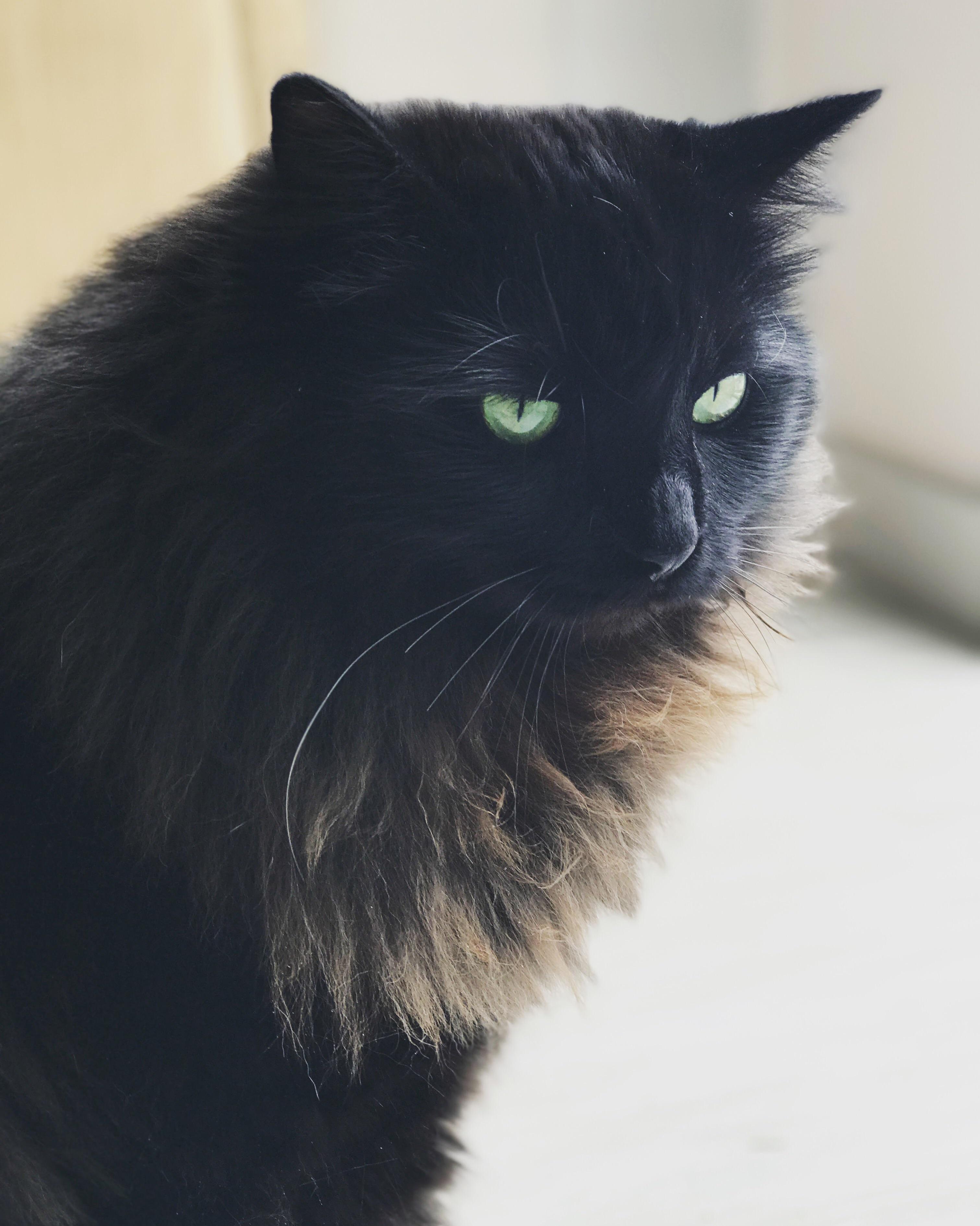 Accidentally got a pretty good glamour shot of oscar the viking cat this morning.