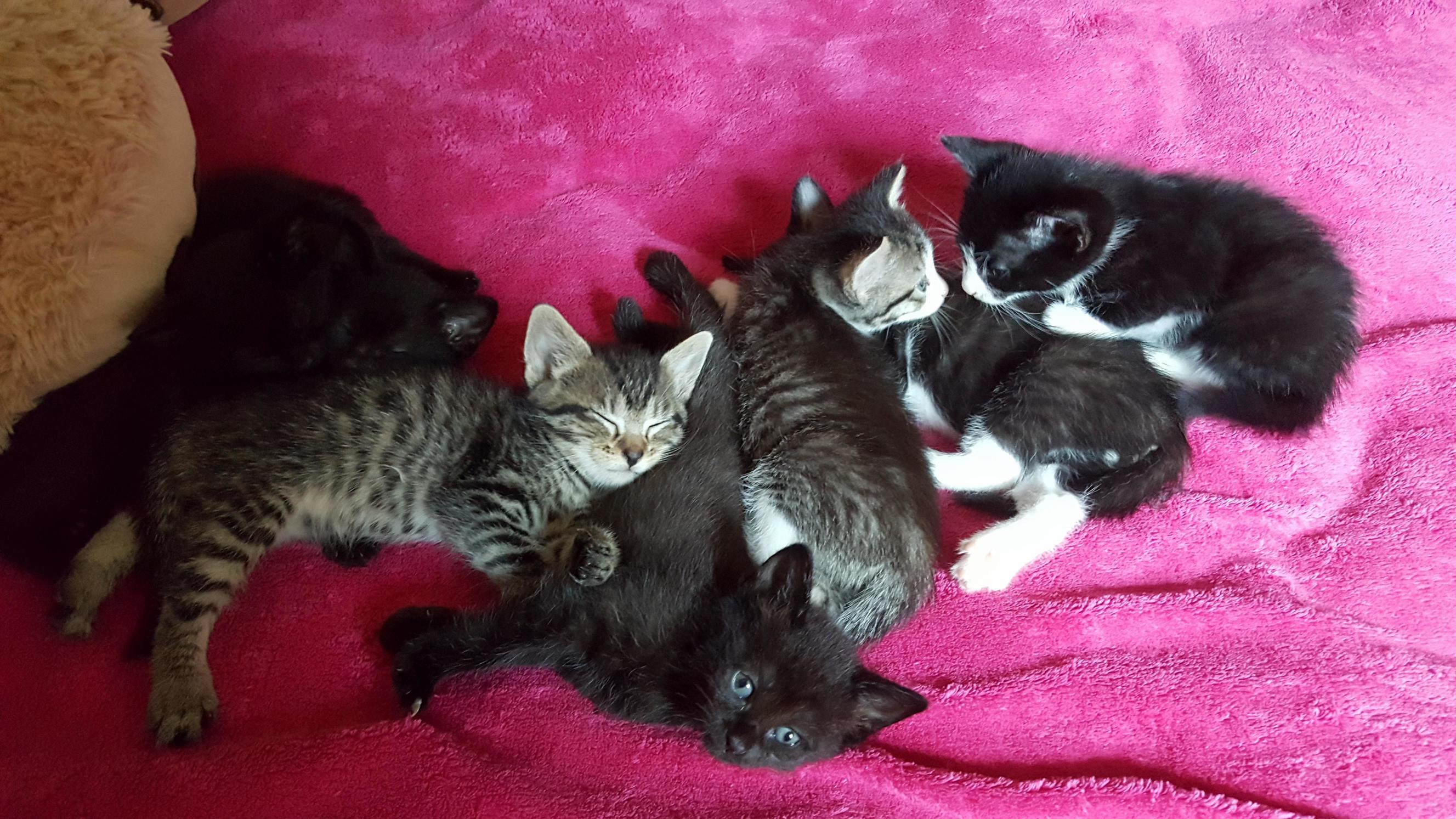 All seven kitten loves…6 weeks old on saturday.