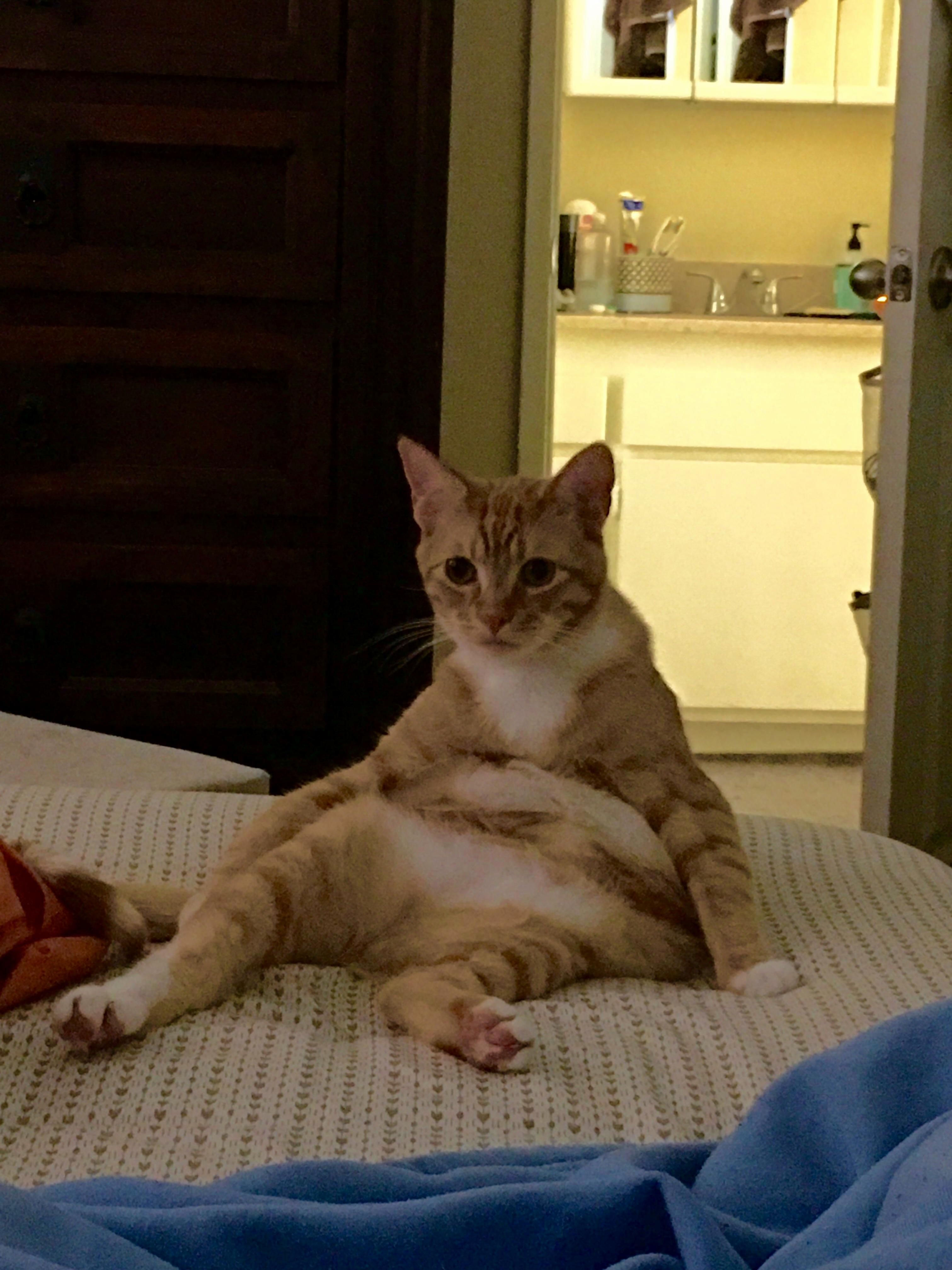 Anyone elses cat like to sit in weird positions