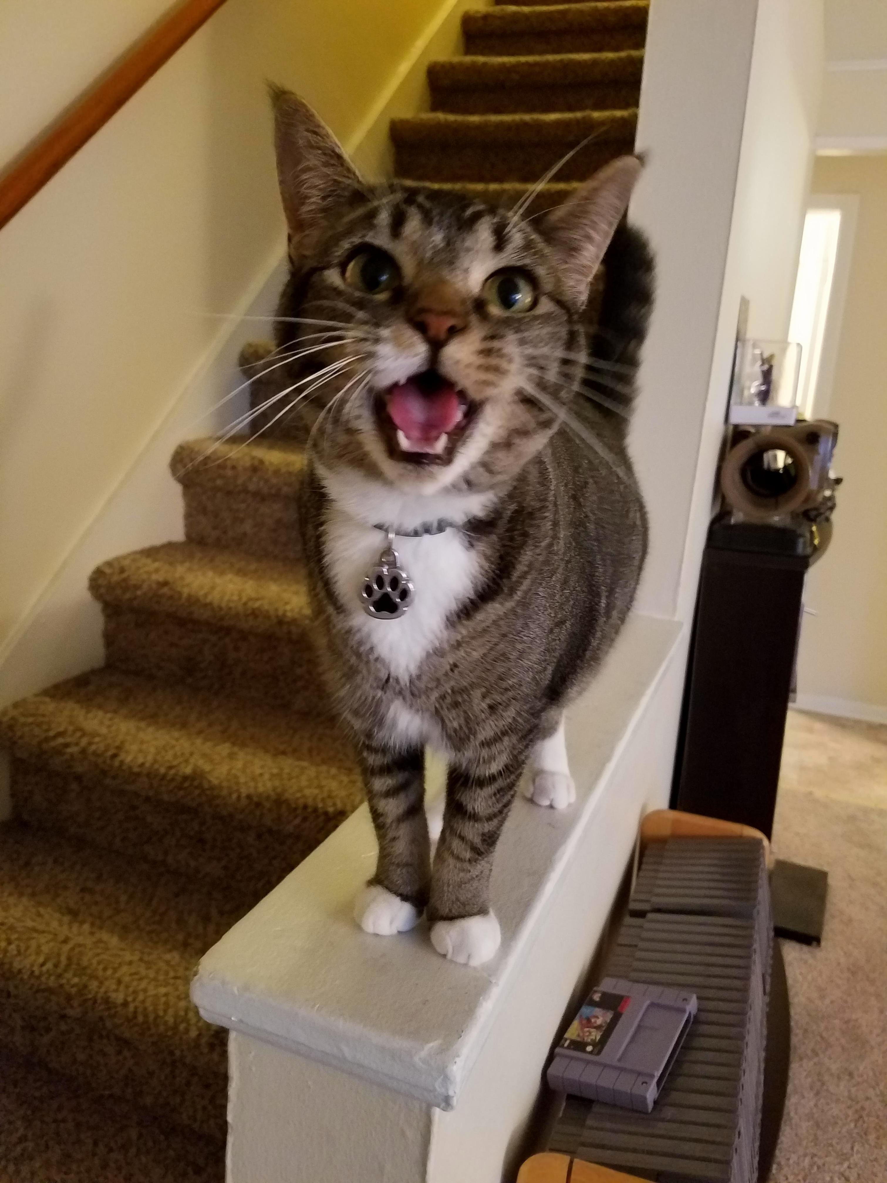 Caught him mid meow