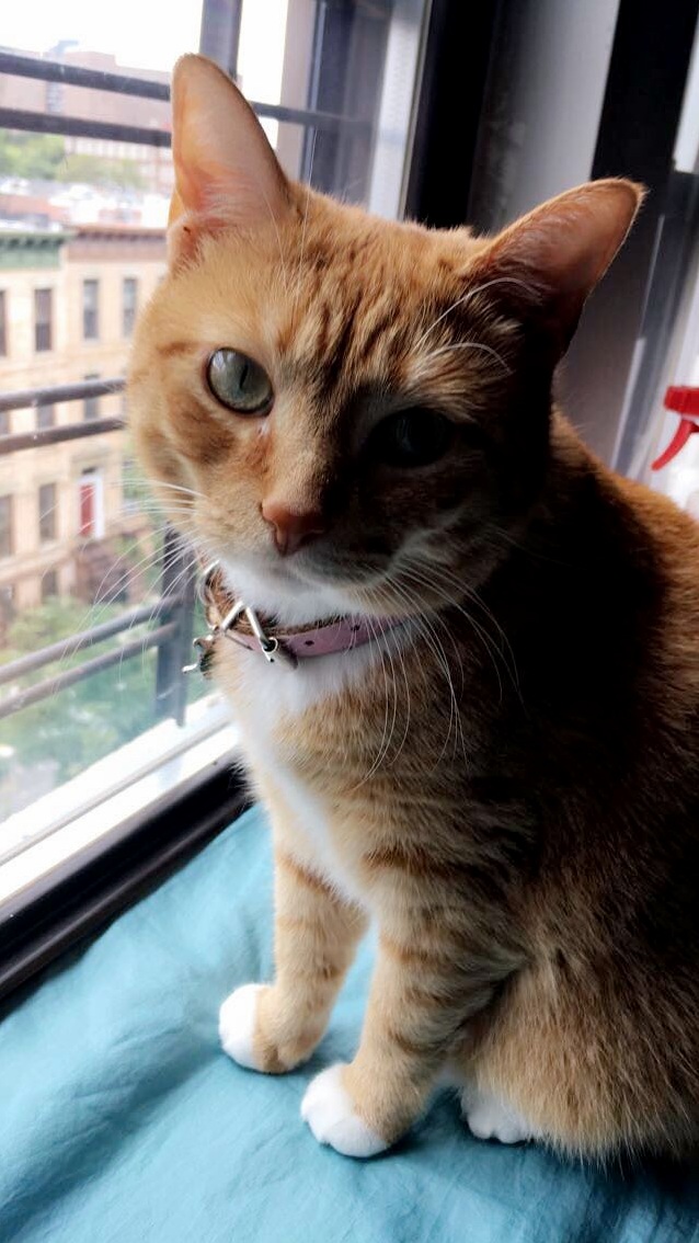Clementine loves window watching