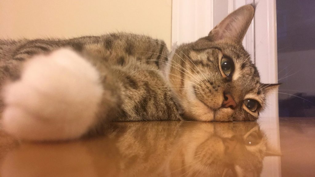 He likes to lay across my lap like this Cute cats HQ Pictures of