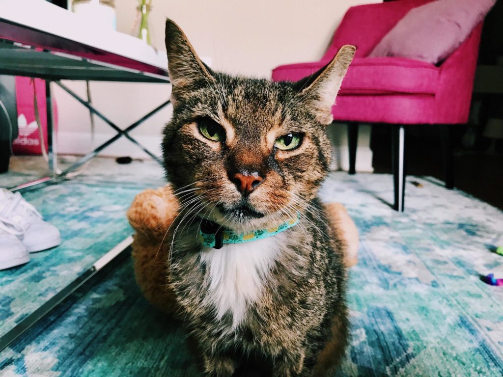 all day every day Cute cats HQ Pictures of cute cats and kittens