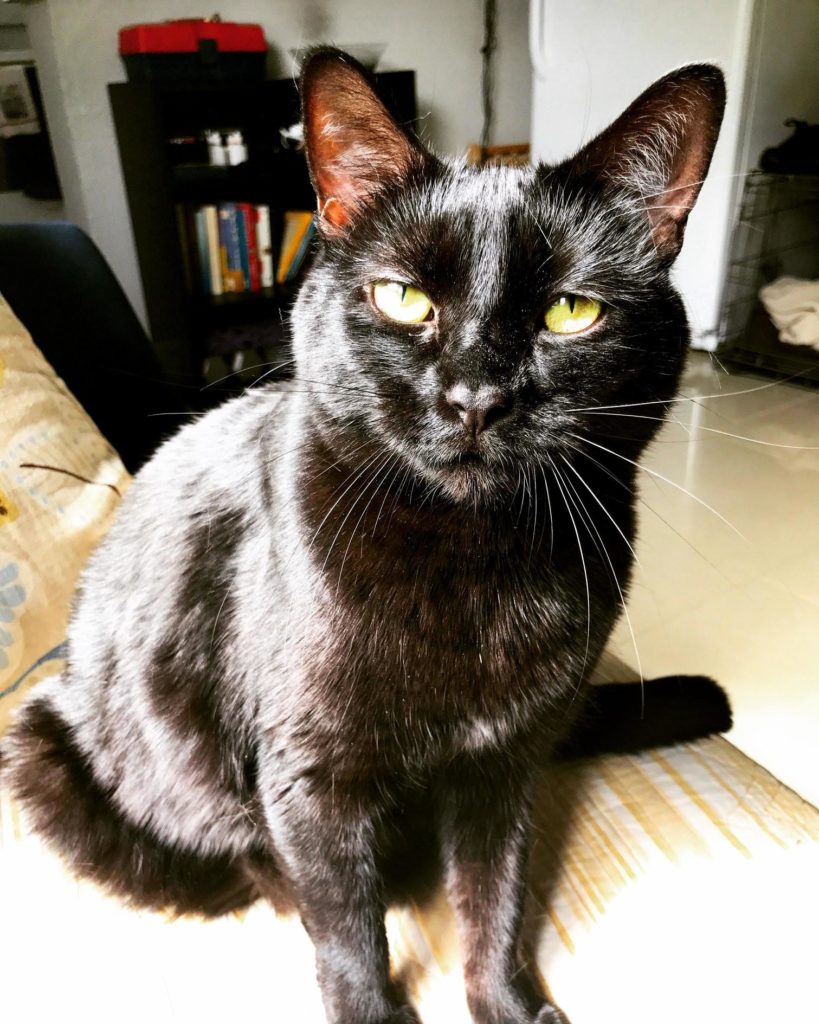 This Is Why I Cant Jump Into Bed Without Looking Cute cats HQ