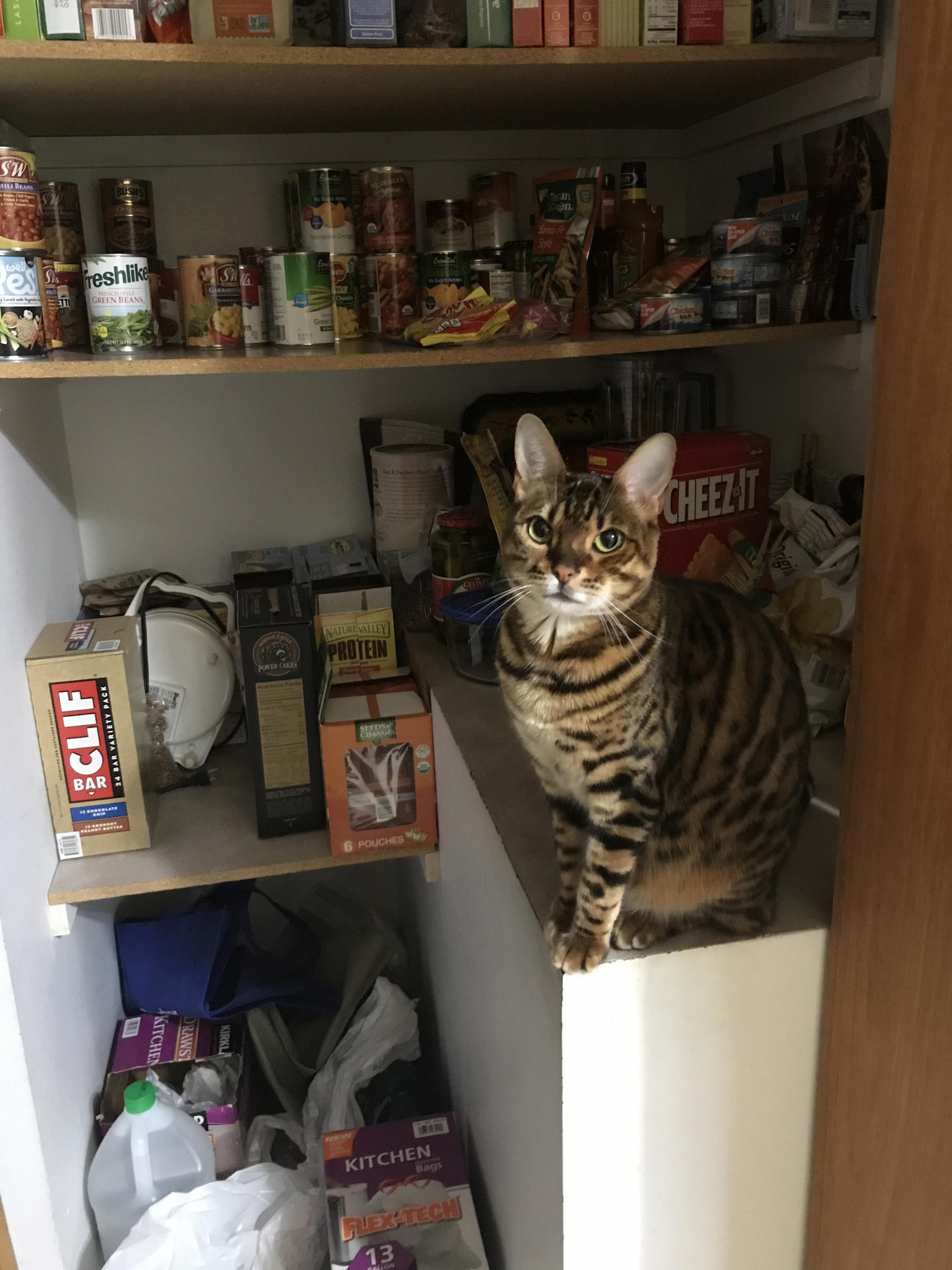 Guardian of the pantry.
