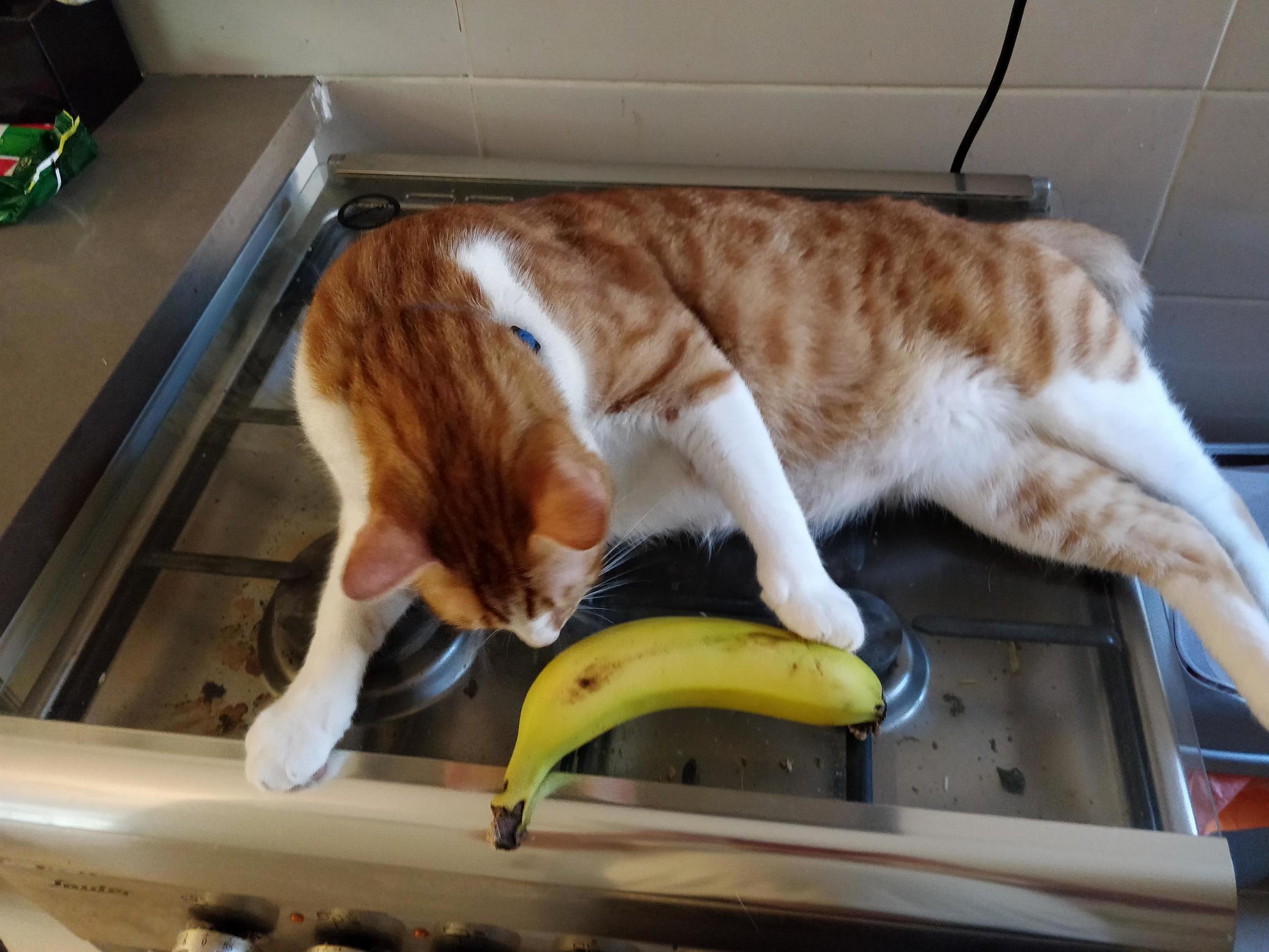 Hobbes our big restless ginger – banana for scale