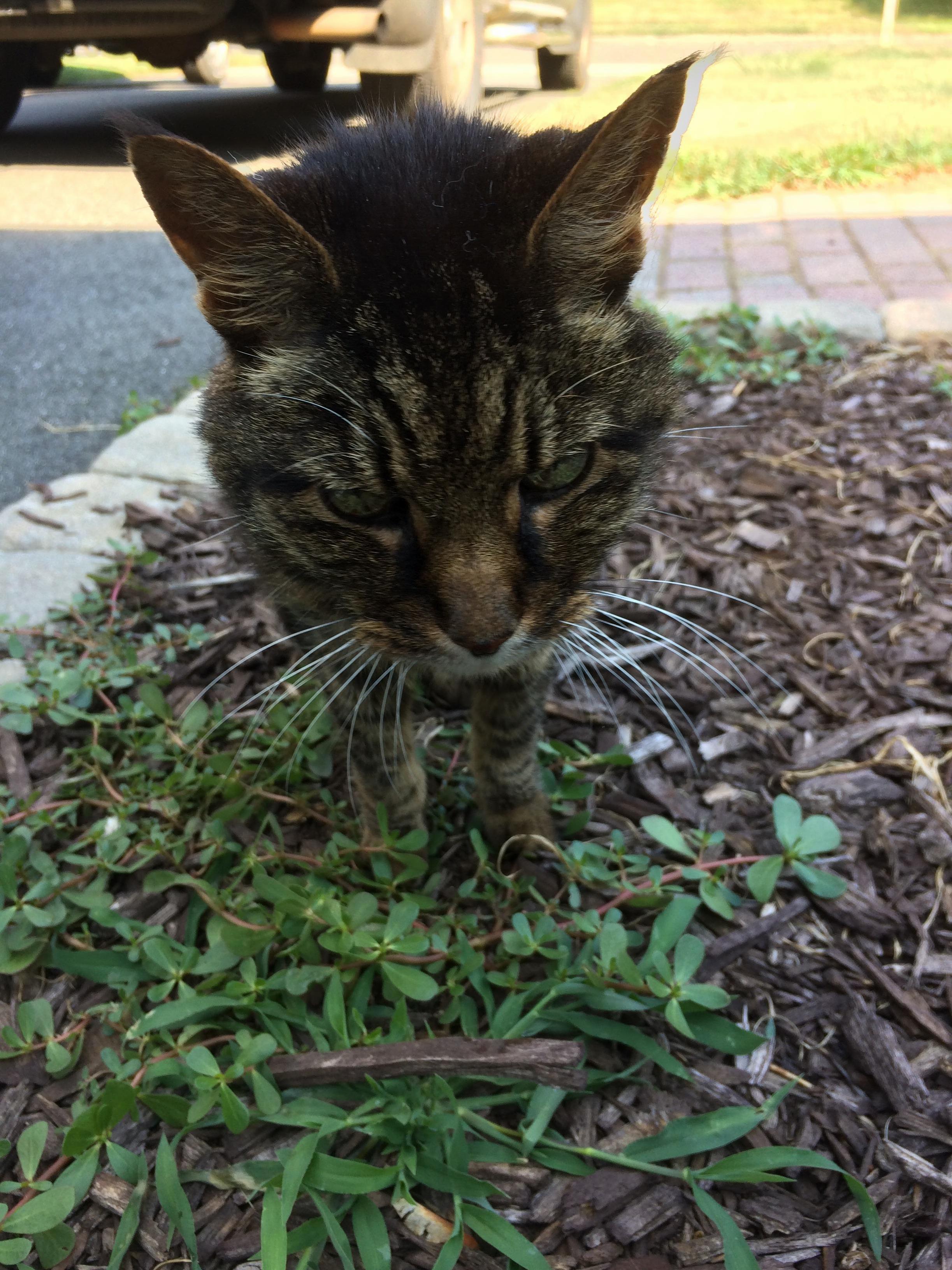 I asked gizmo the secret to living to 24 and he meowed loudly while digging at wood chips. can someone decipher its probably important…
