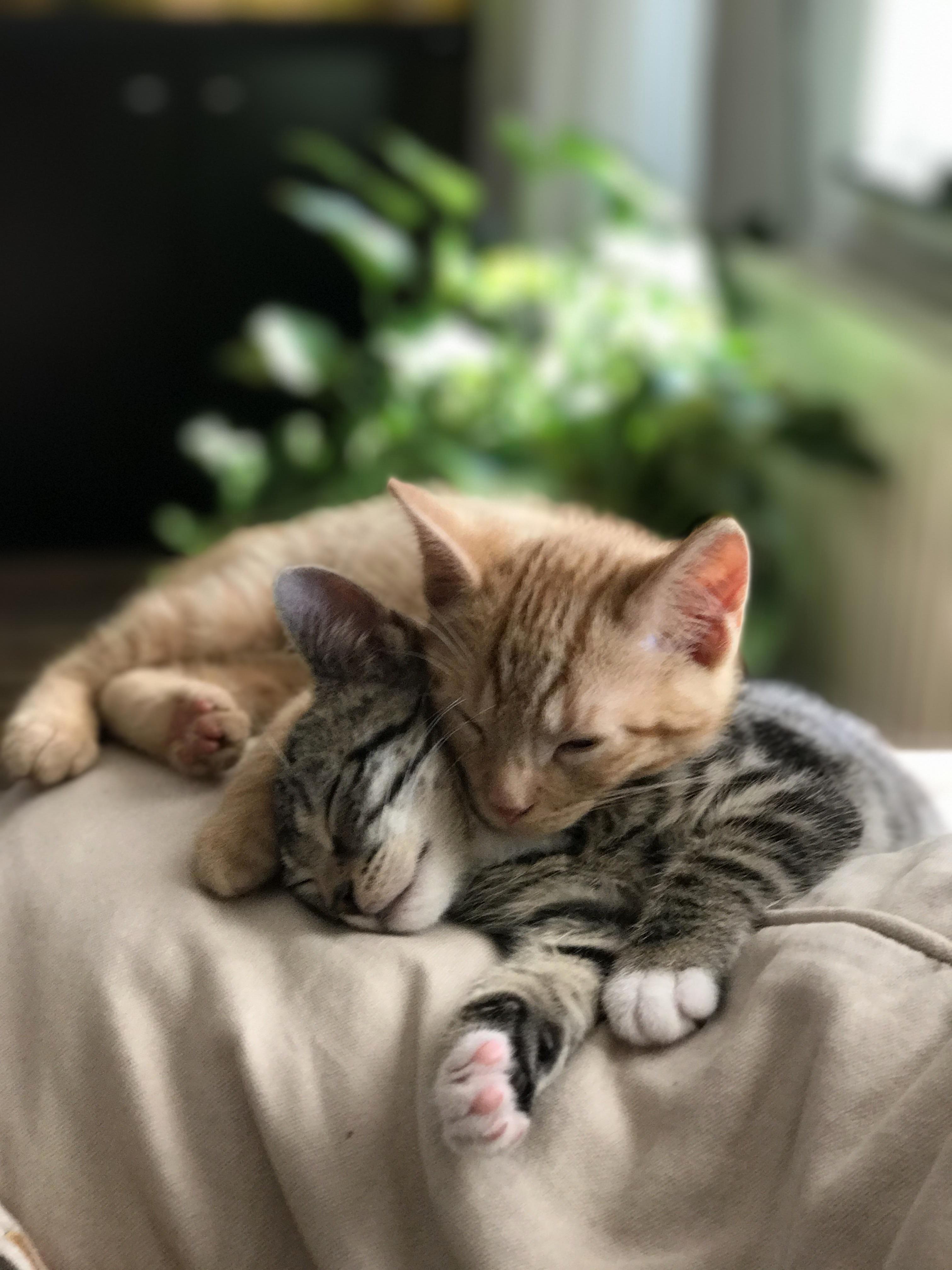Id like you to meet pixel grey tabby and his brother harry