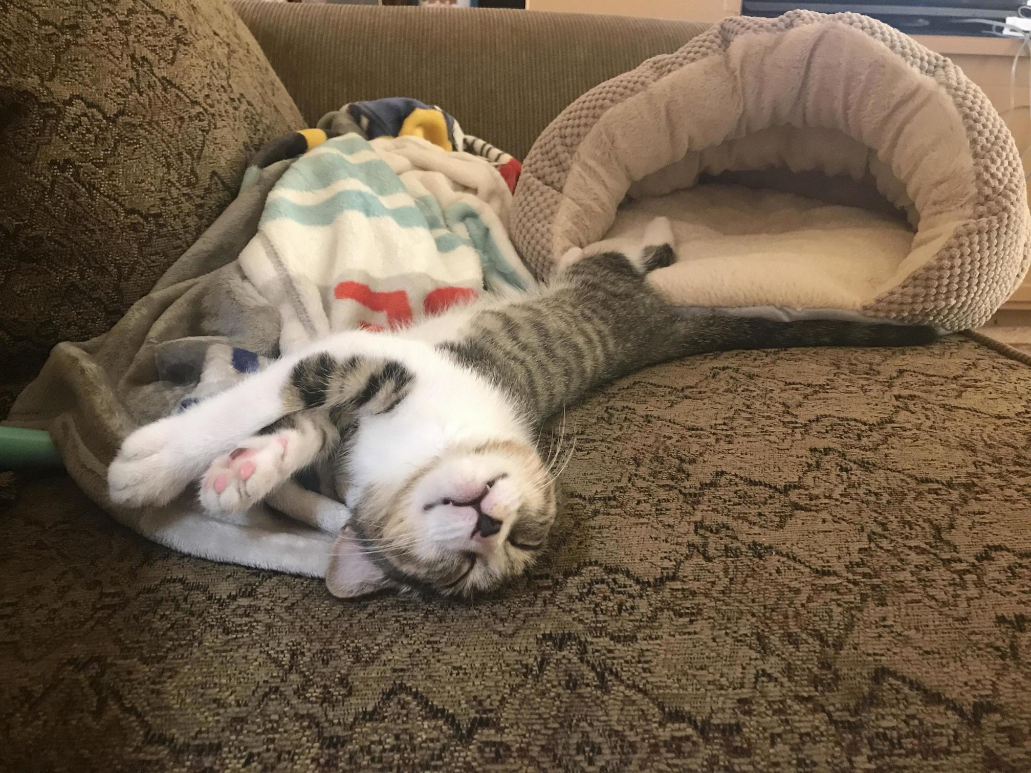 Kittens sleep in the weirdest positions