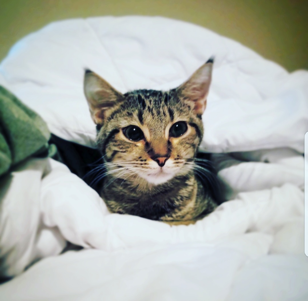 Little vinny posing in the sheets.