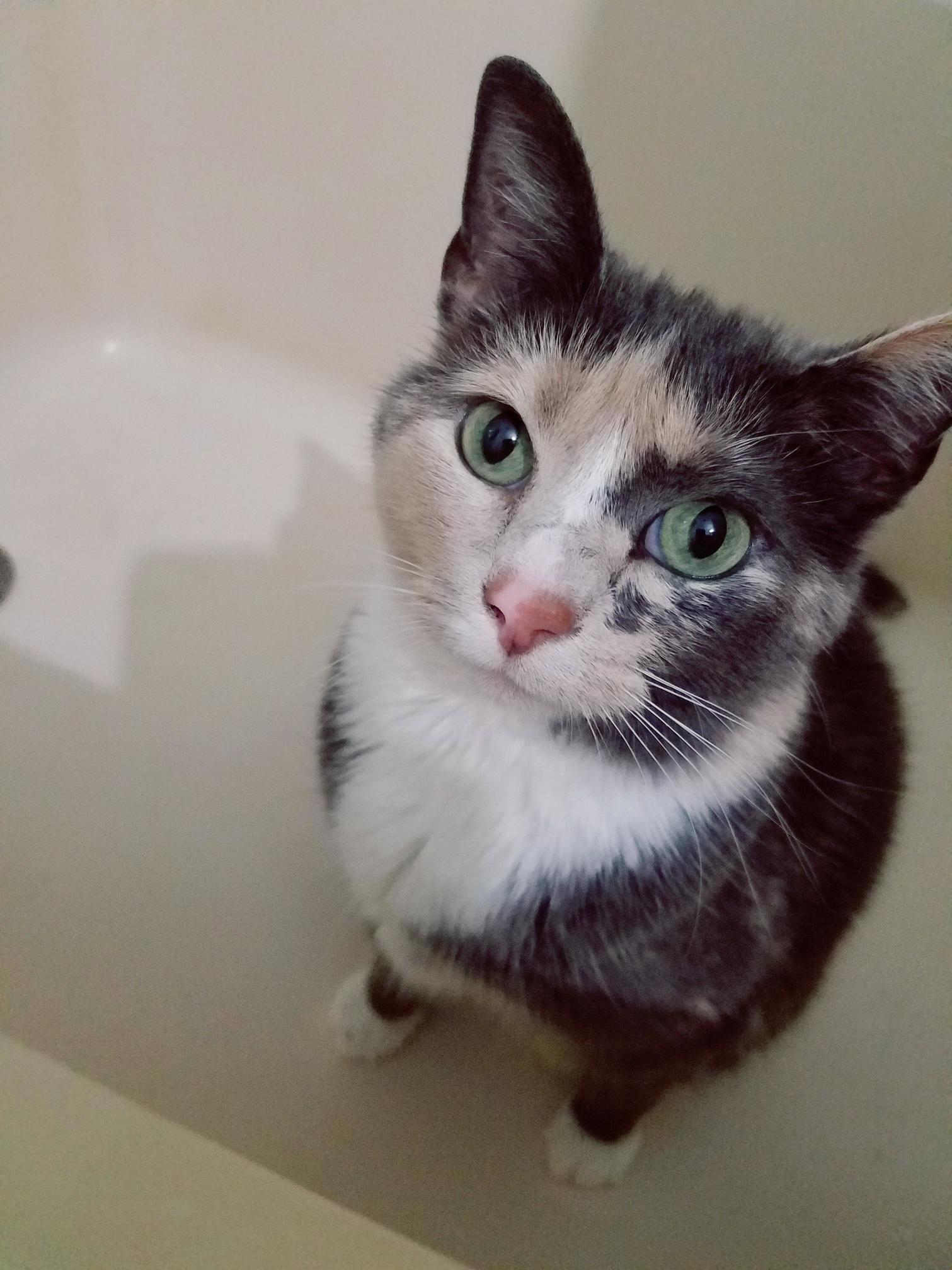 Meet my bathtub cat miss lily 7yo