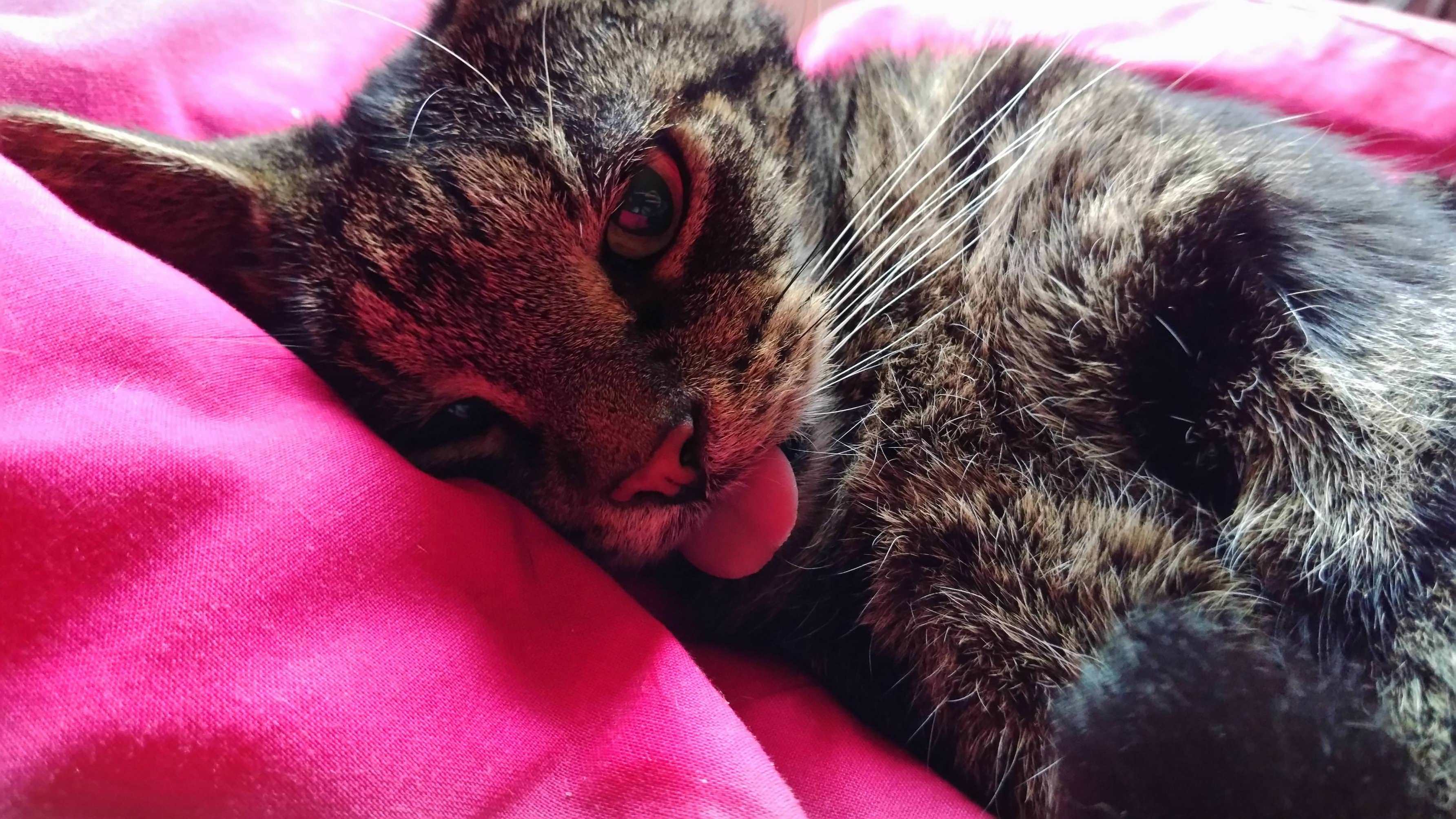 My 11 year old cat blepping
