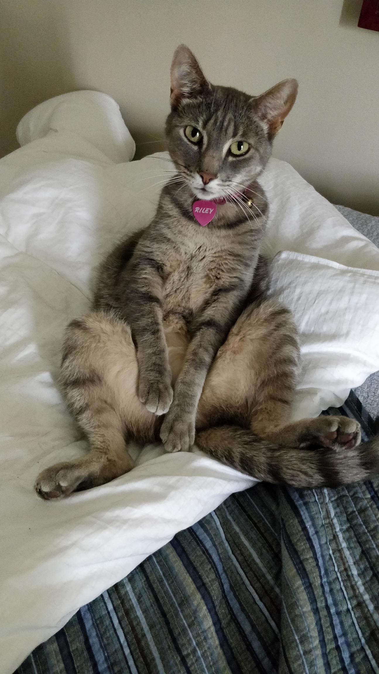 My cat sits like this when she cleans herself