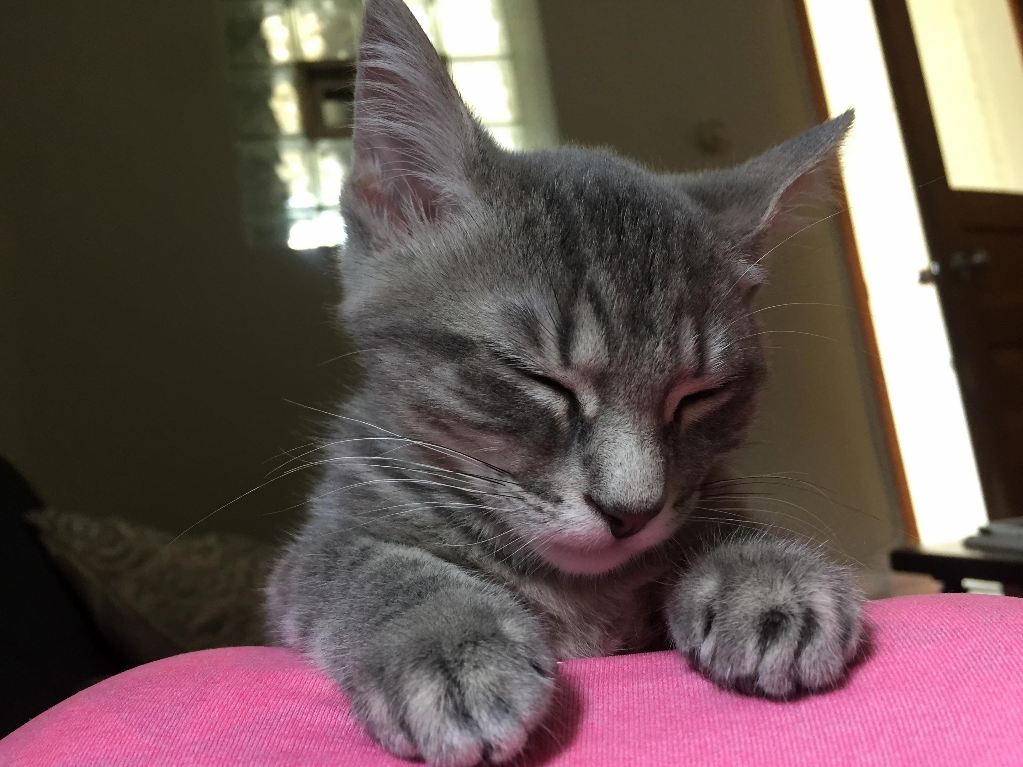 Pineapple the foster kitten sleeps after a long morning of terrorizing me and her sisters