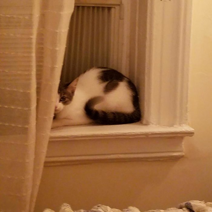 Cats Curl Up When Its Cold. Its 4 And Looks Like My Heat Is Working Just Fine Cute cats HQ