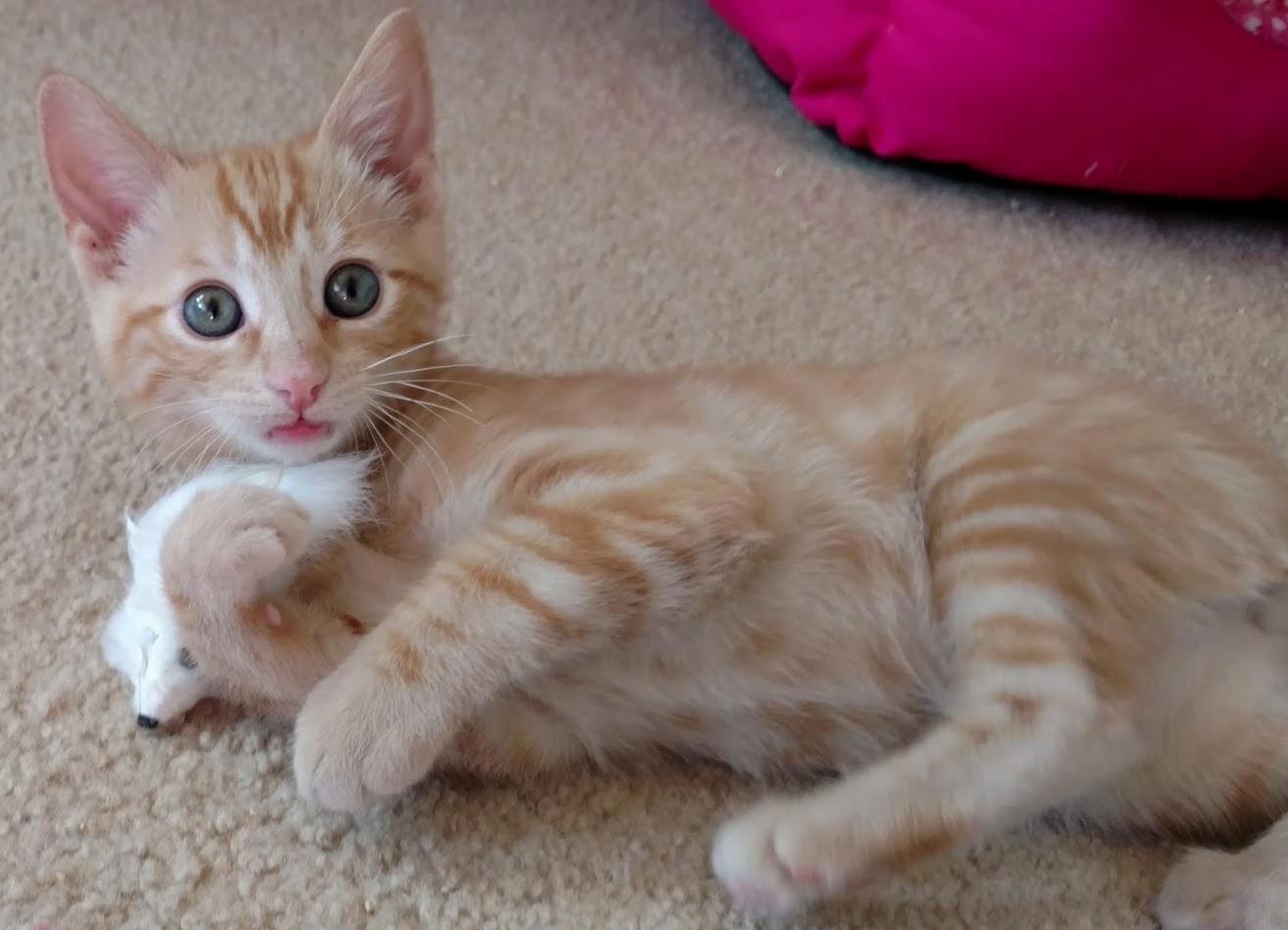 Rusty is one of our four foster kittens. he went to his forever home with my boss.