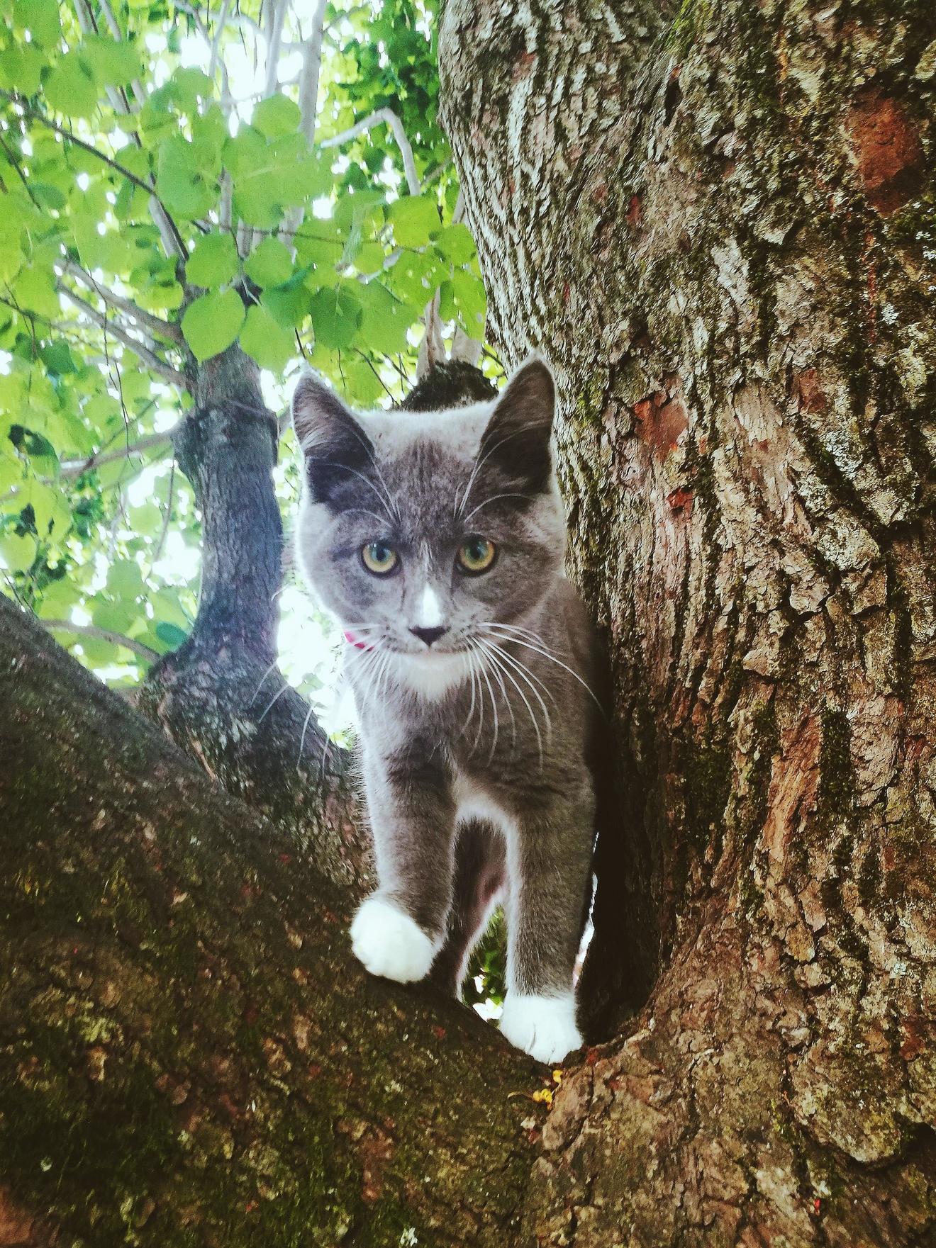 Syria keeping it serious in her tree