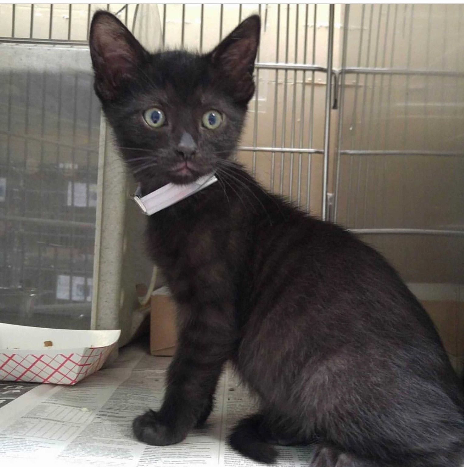 This adorable little love bug is looking for his forever home in la