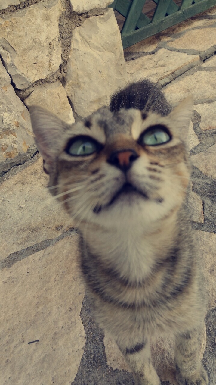 This friendly homeless cat in sardinia italy is very interested in the camera