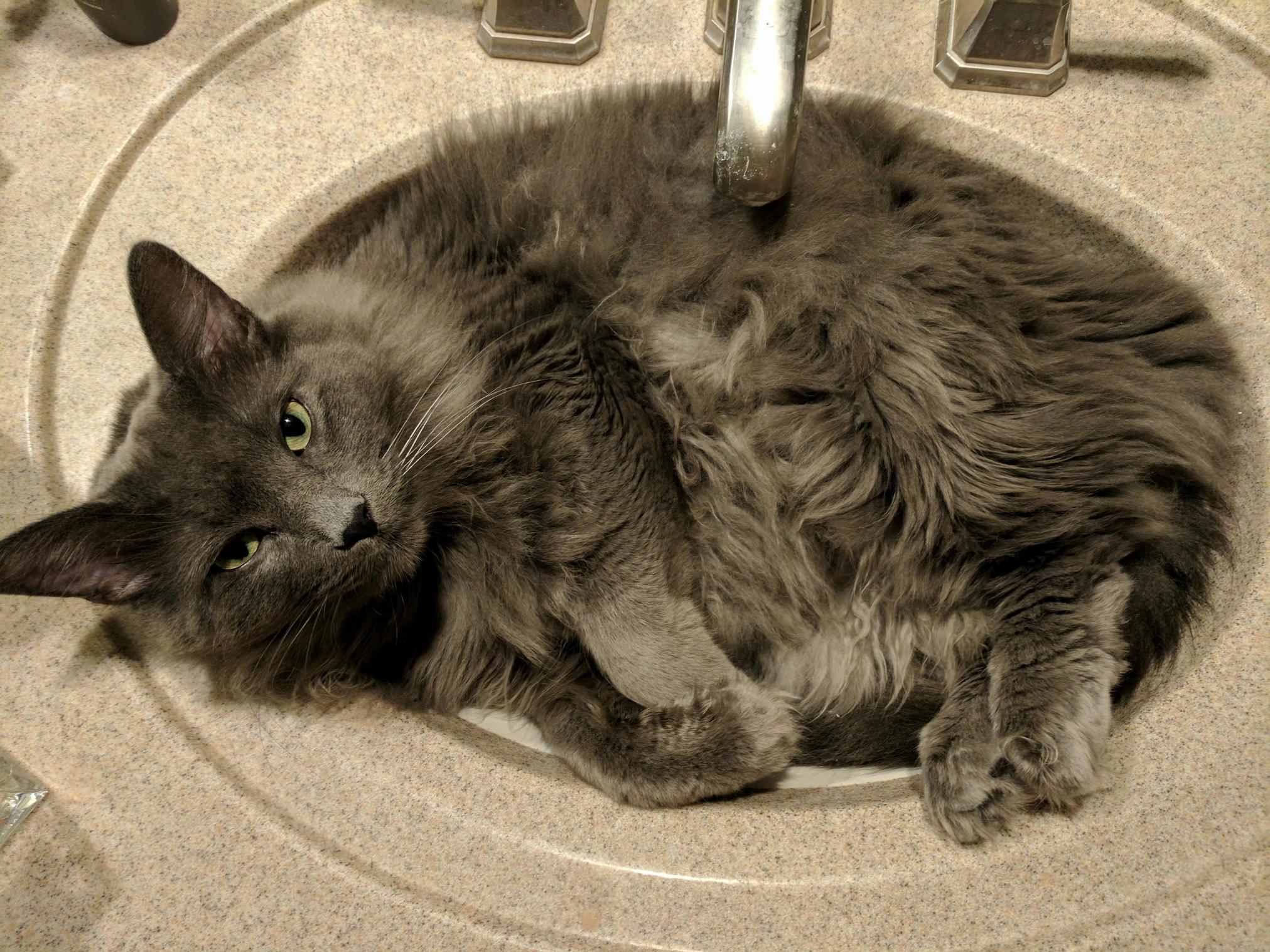 This is benny hes always taking up the sink.