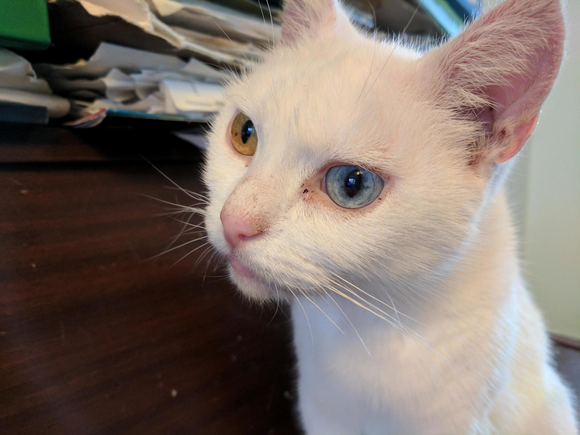 This is snowy. she has pretty eyes.