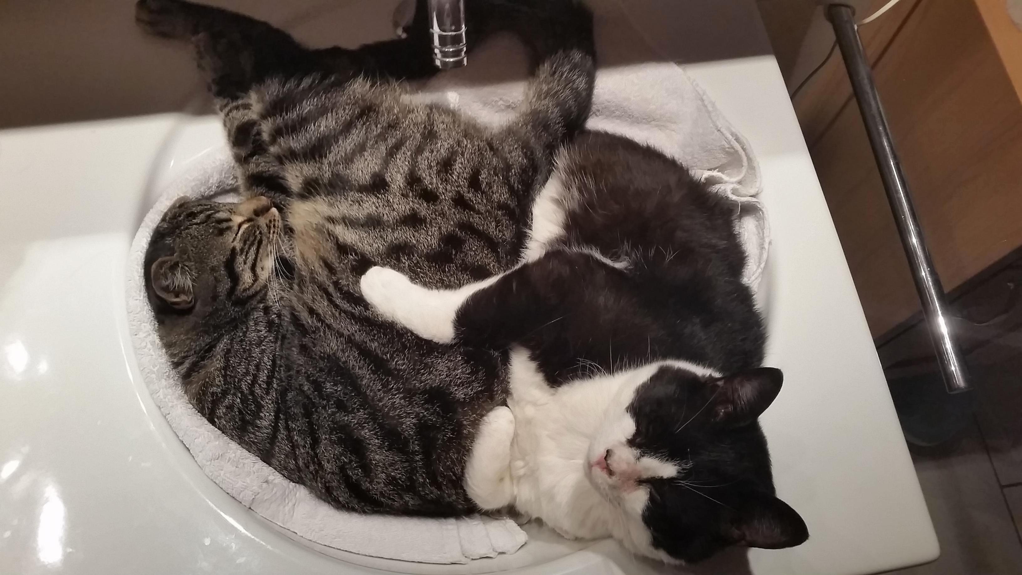 Went to the bathroom at 2 am and found these two cuddling in the sink.
