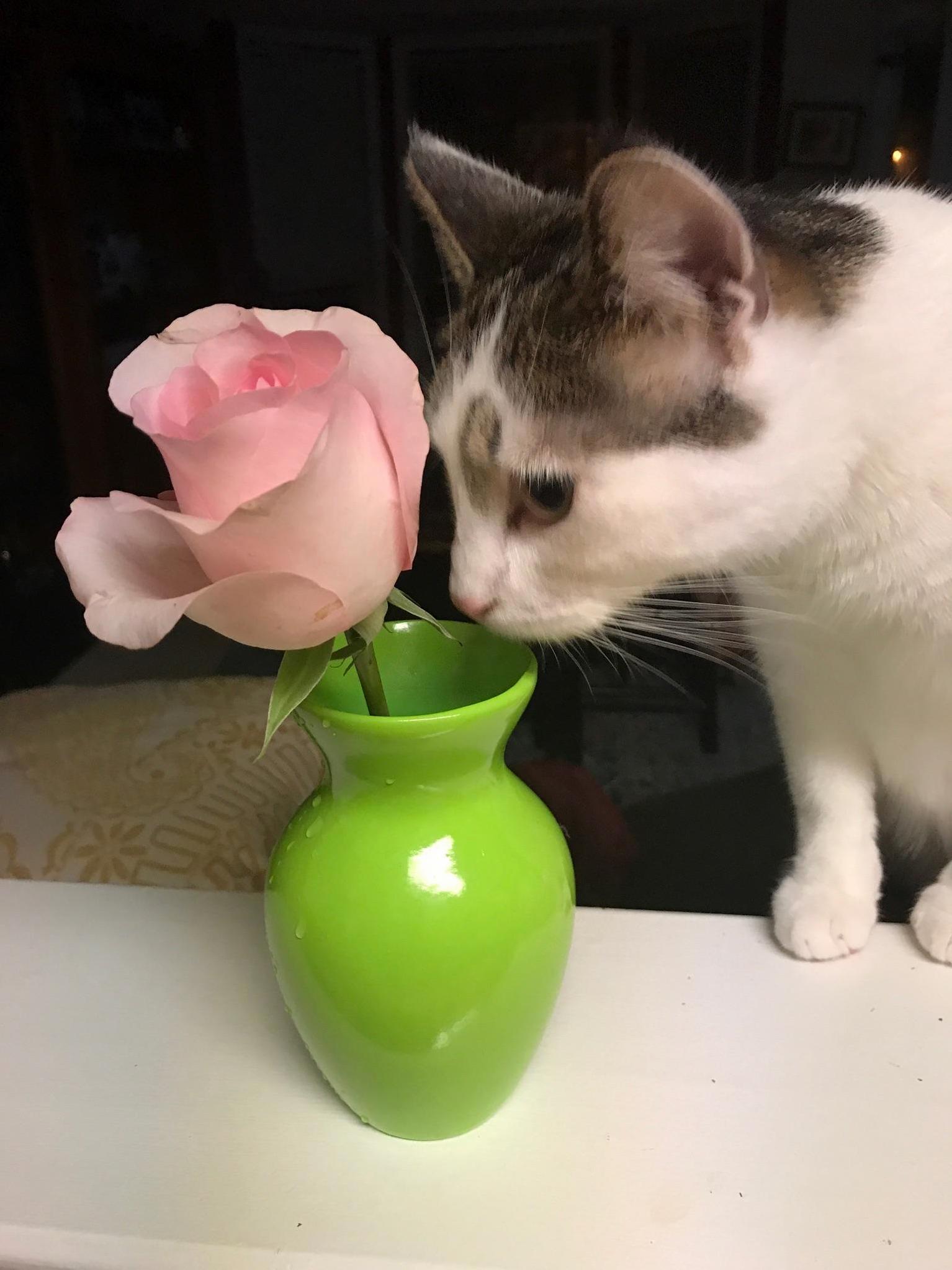 Banjo and the rose.