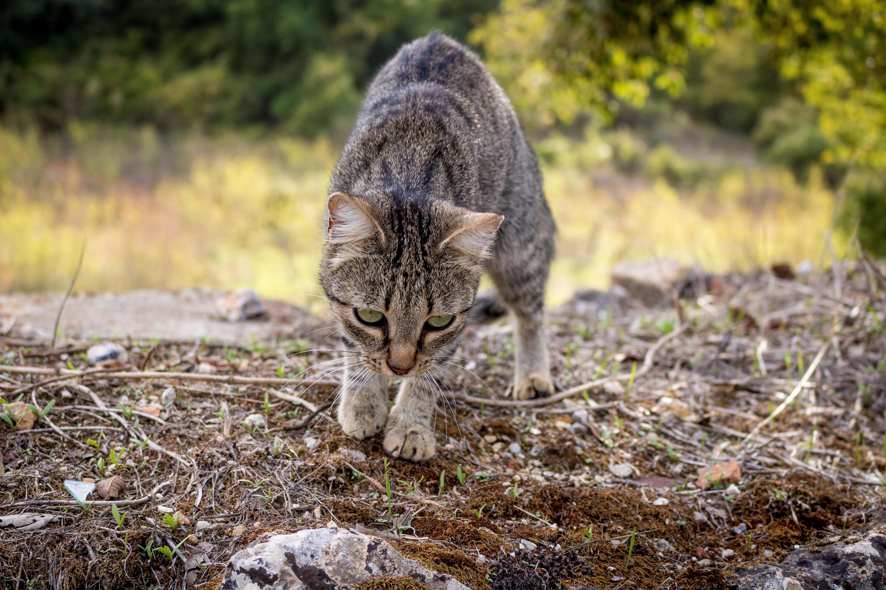 Came across this beautiful cat while hiking the via francigena in tuscany