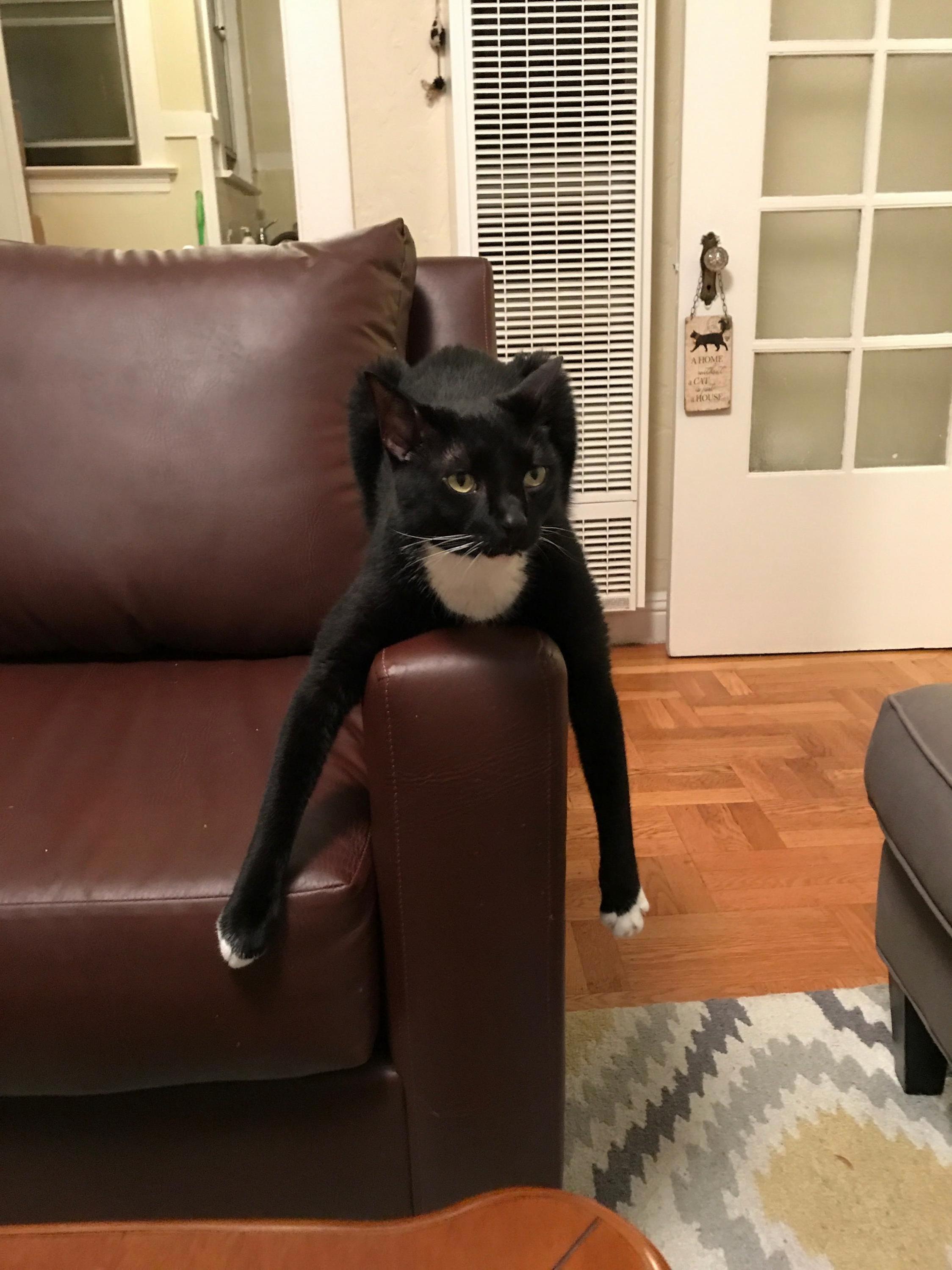 Catty long legs