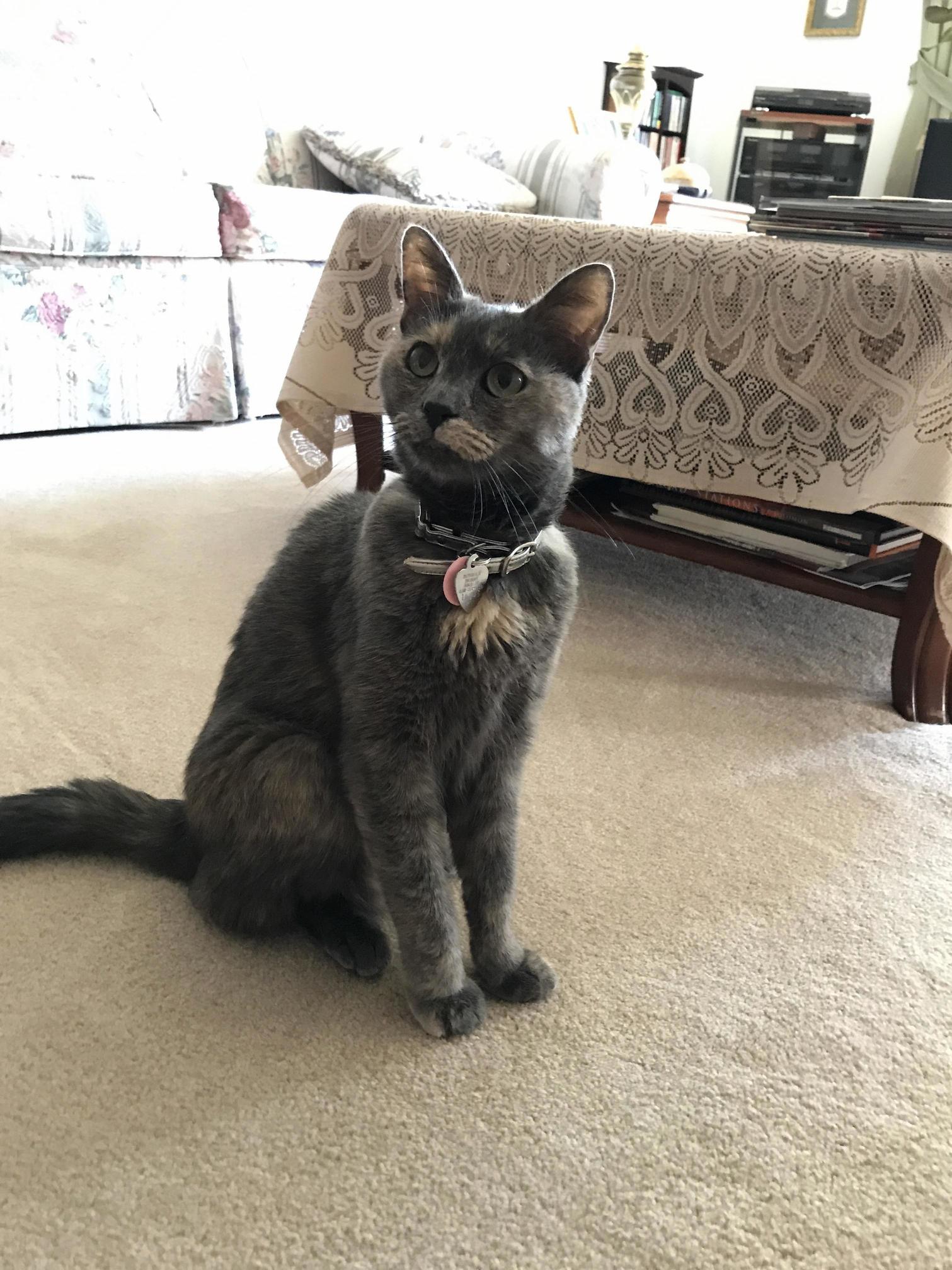 Meet curry! this 3 year old beauty was rescued from a small hoarding situation where she lived with seven savannah cats. now, she has an entire home to herself and a forever family who loves her!