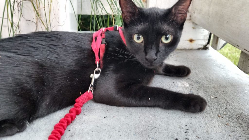 Taco… dressed as a taco… eating a taco… from taco bell. Cute cats HQ