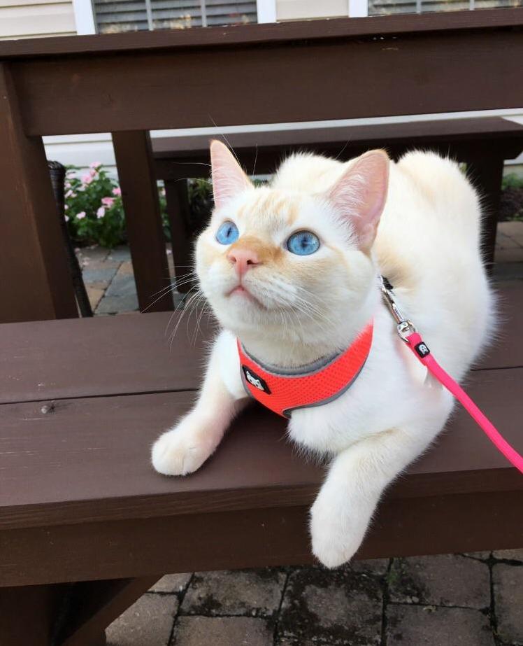 Someone said they wanted more cats on leashes. sushi enjoys his leash too.