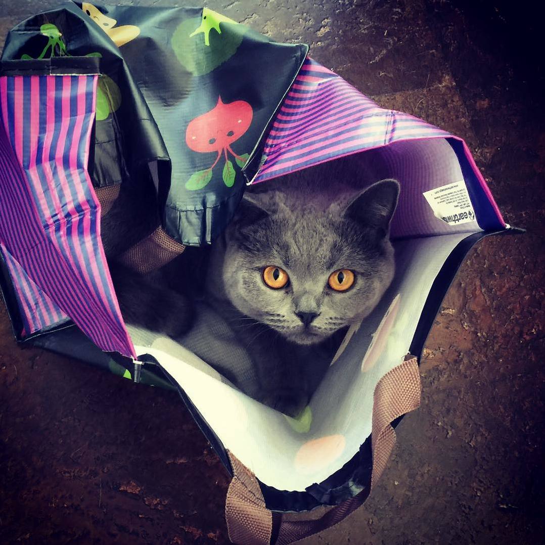The cat is in the bag