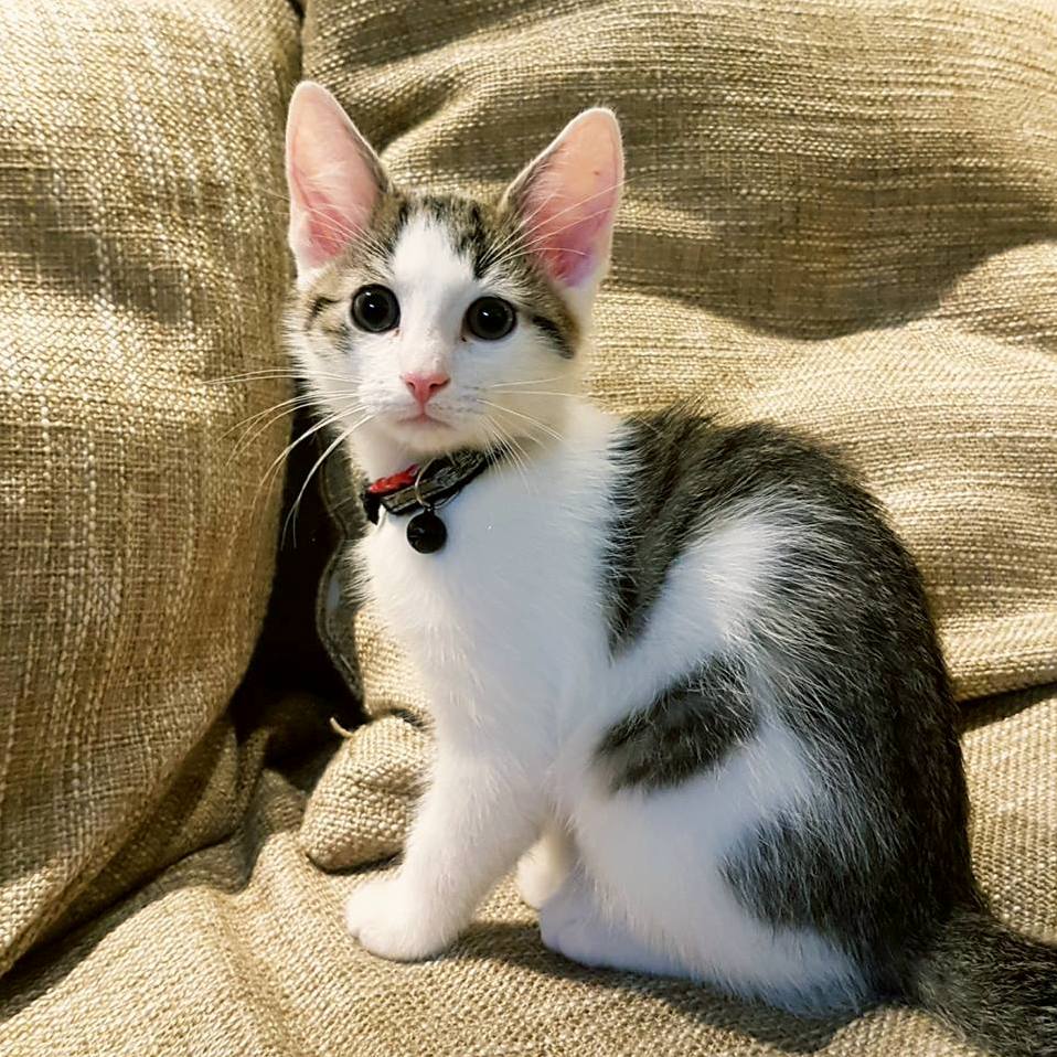 This is wolfgang he is 60% kitten and 40% ears,
