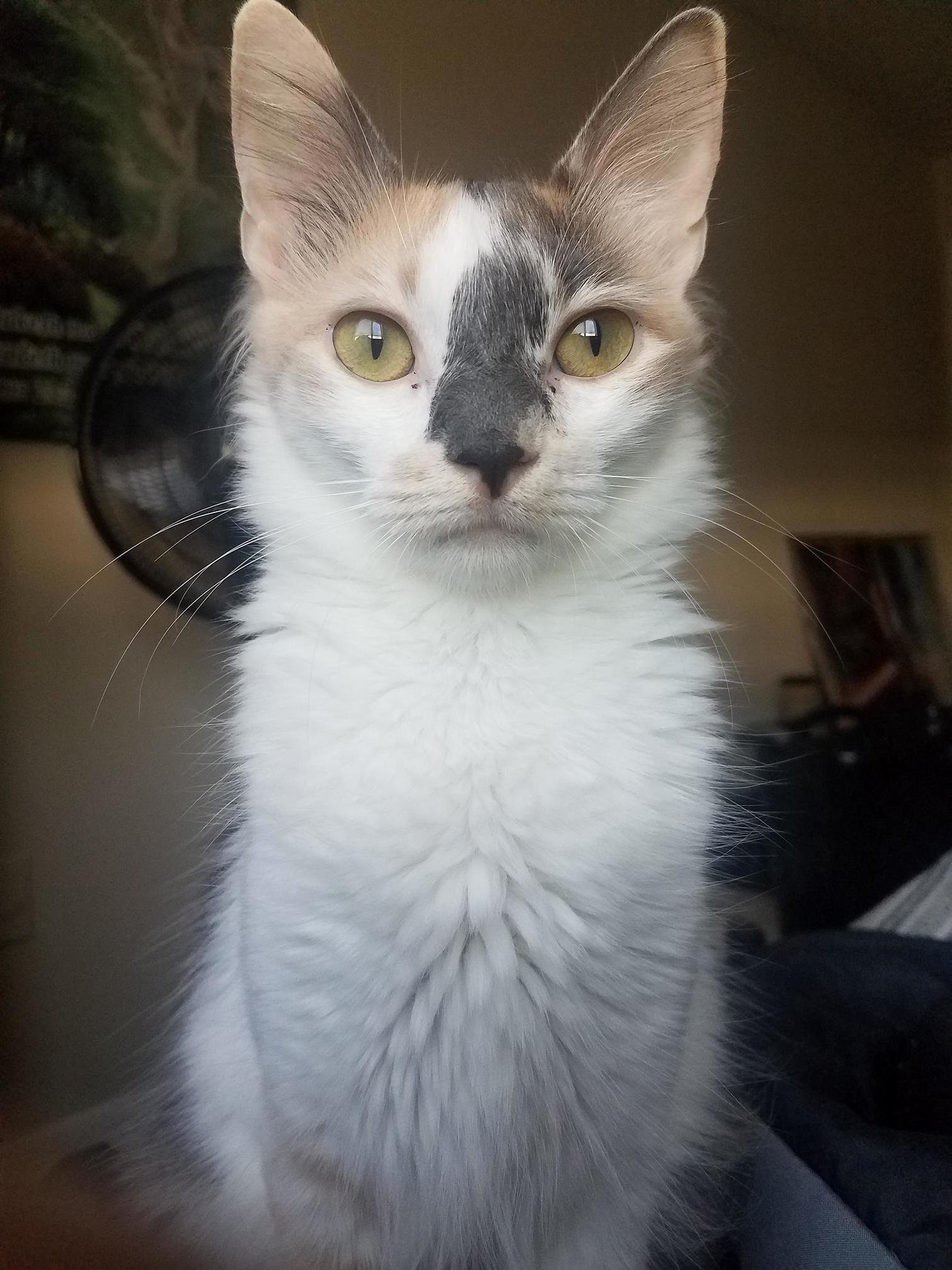 When your sweet cat looks like shes seem some shit.