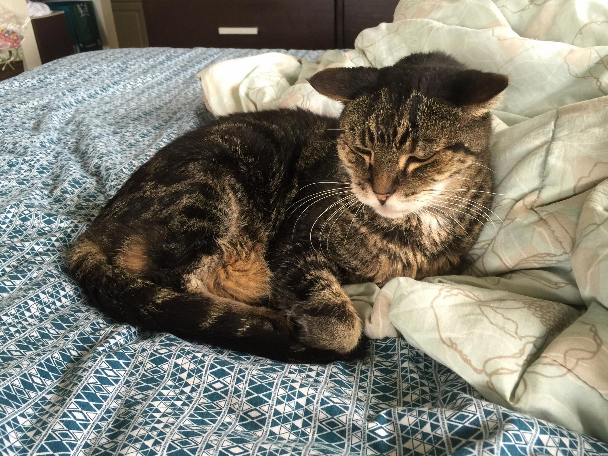 16 year old kitty! flattens his ears whenever hes in a bad mood.