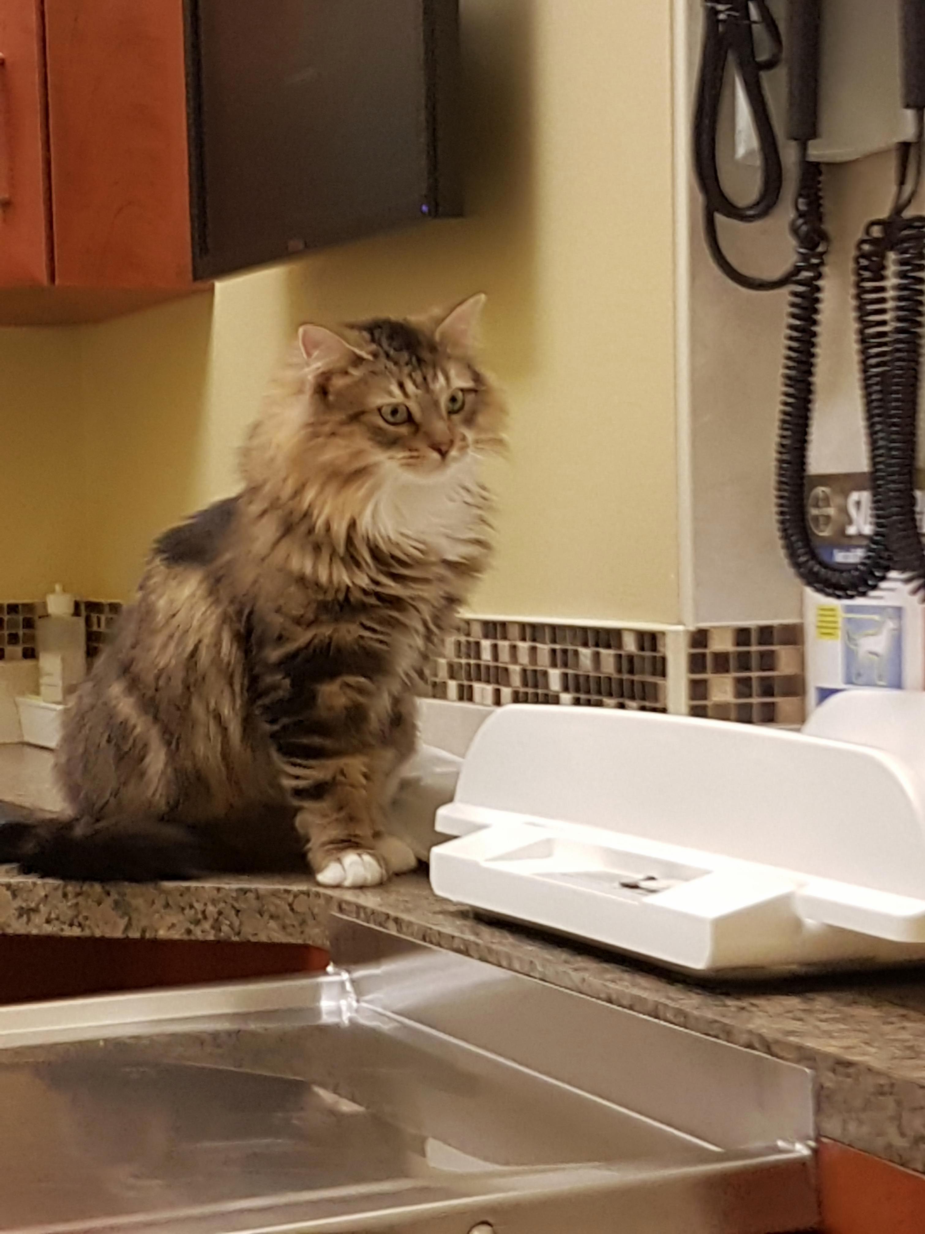 A new rescue, maine coon looking