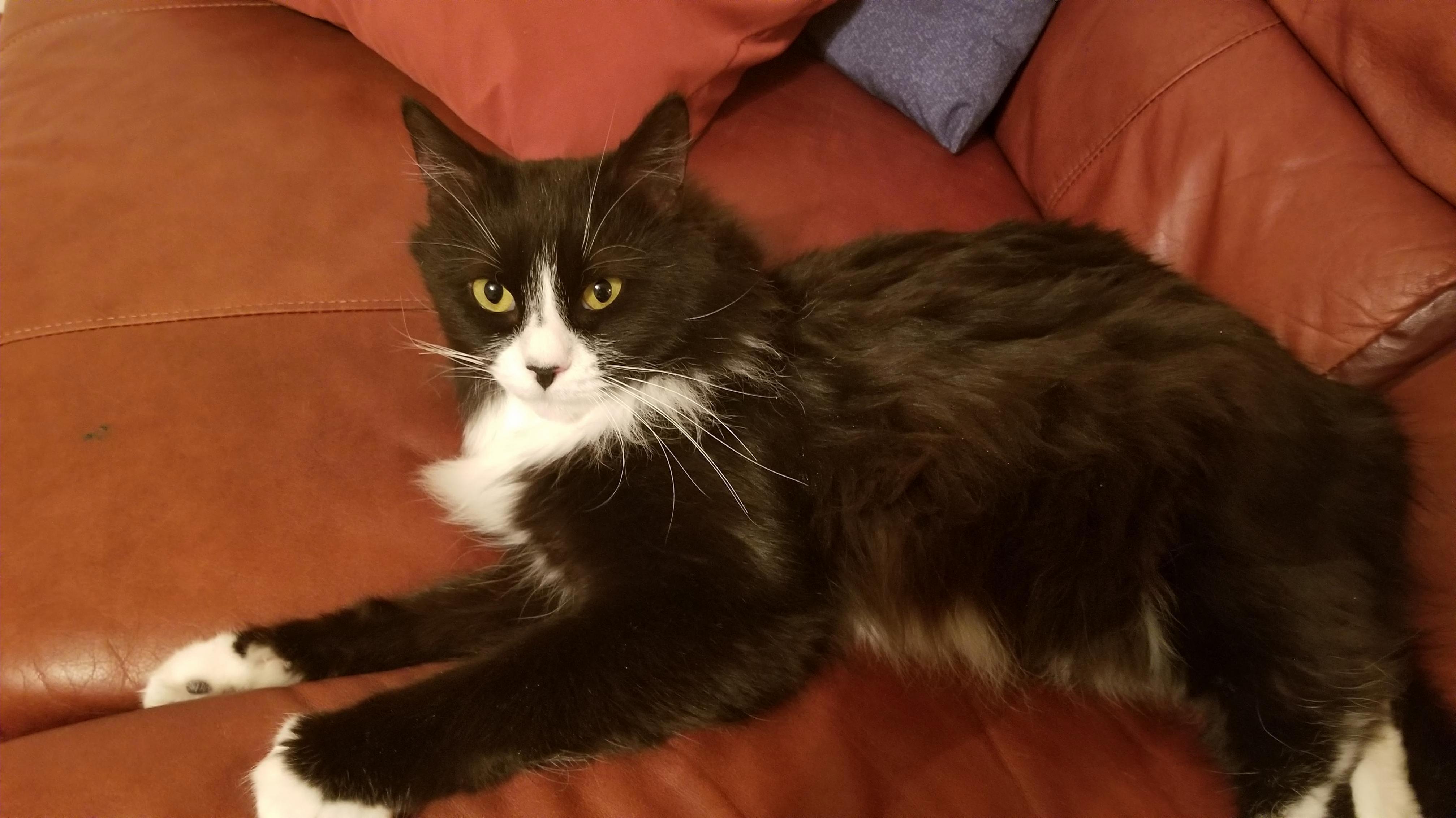 Adopted this fluffy guy today. his name is tux!