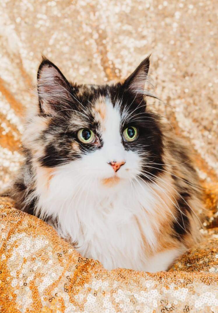 Adopting this 10 year old beauty on tuesday.