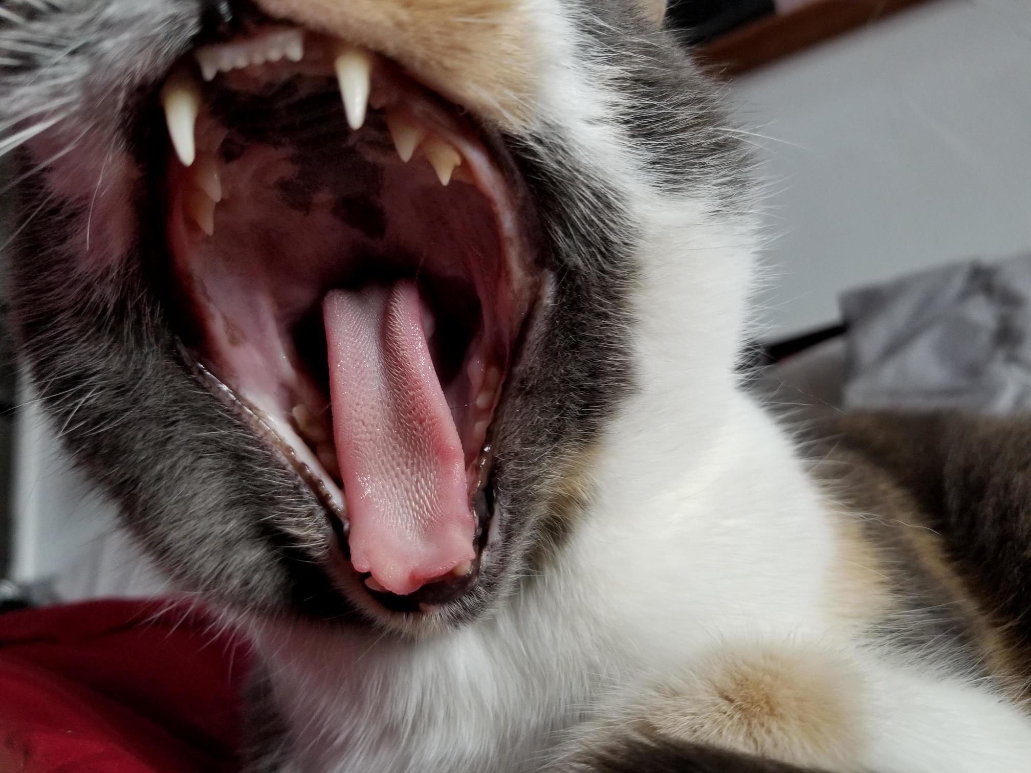 Big kitty yawn