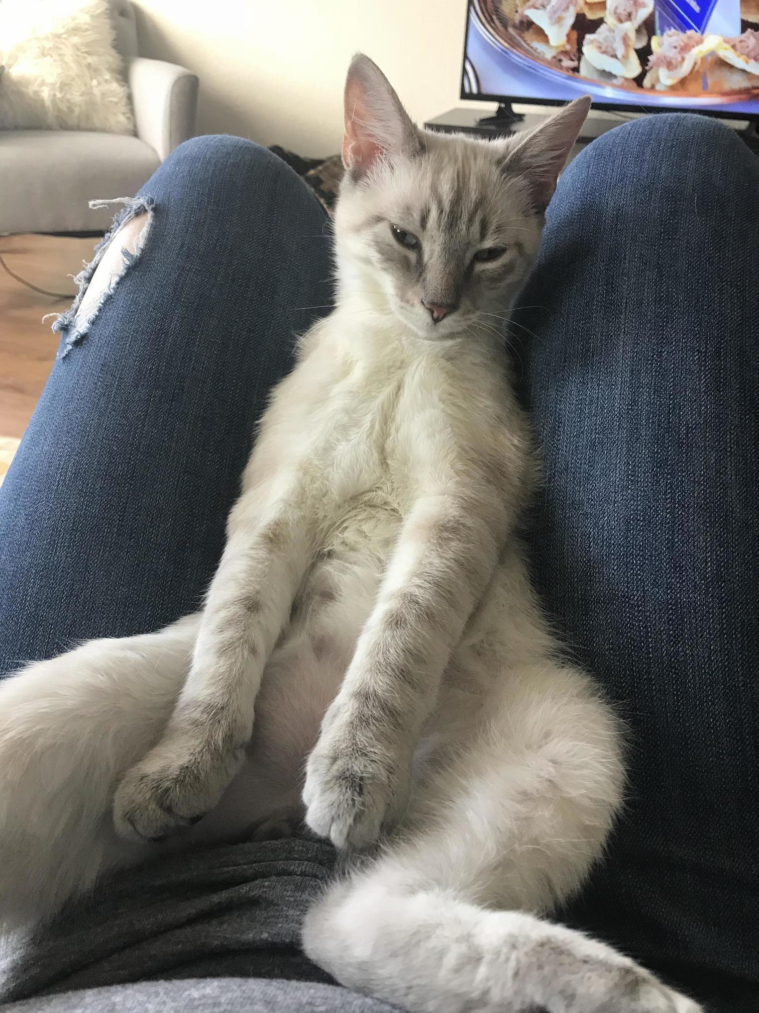 Cashew likes to chill
