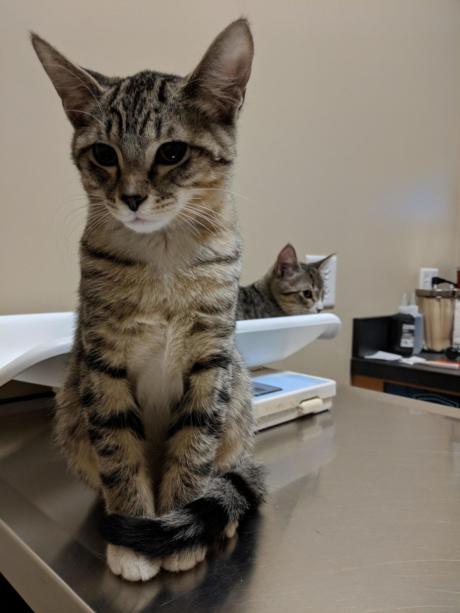 Just a couple bros at the vet