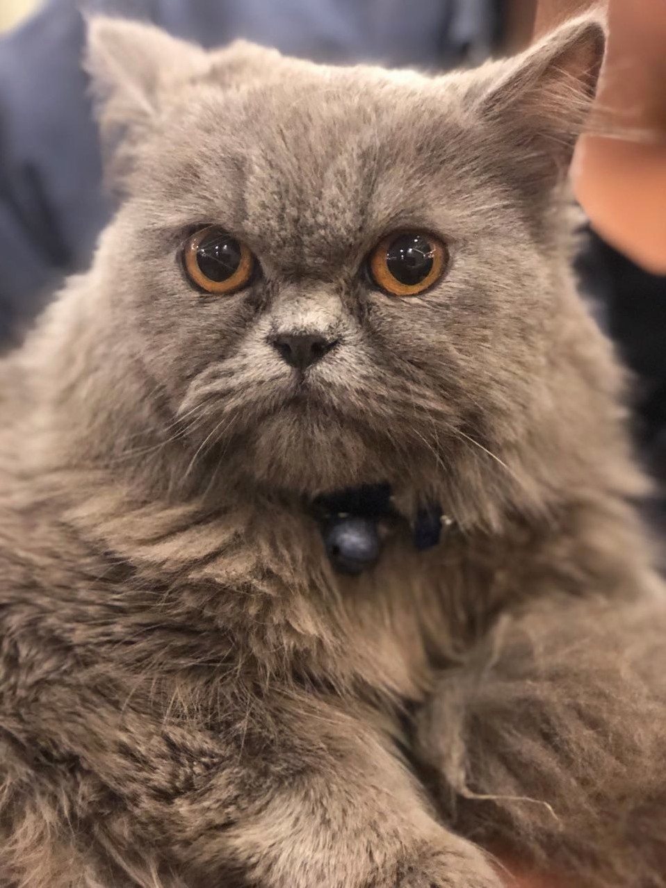 Meet leo, my 10 months old persian!