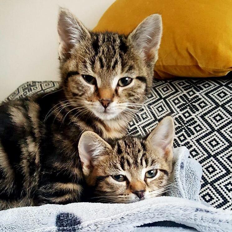 Meet our new kittens, satsuki and ponyo!