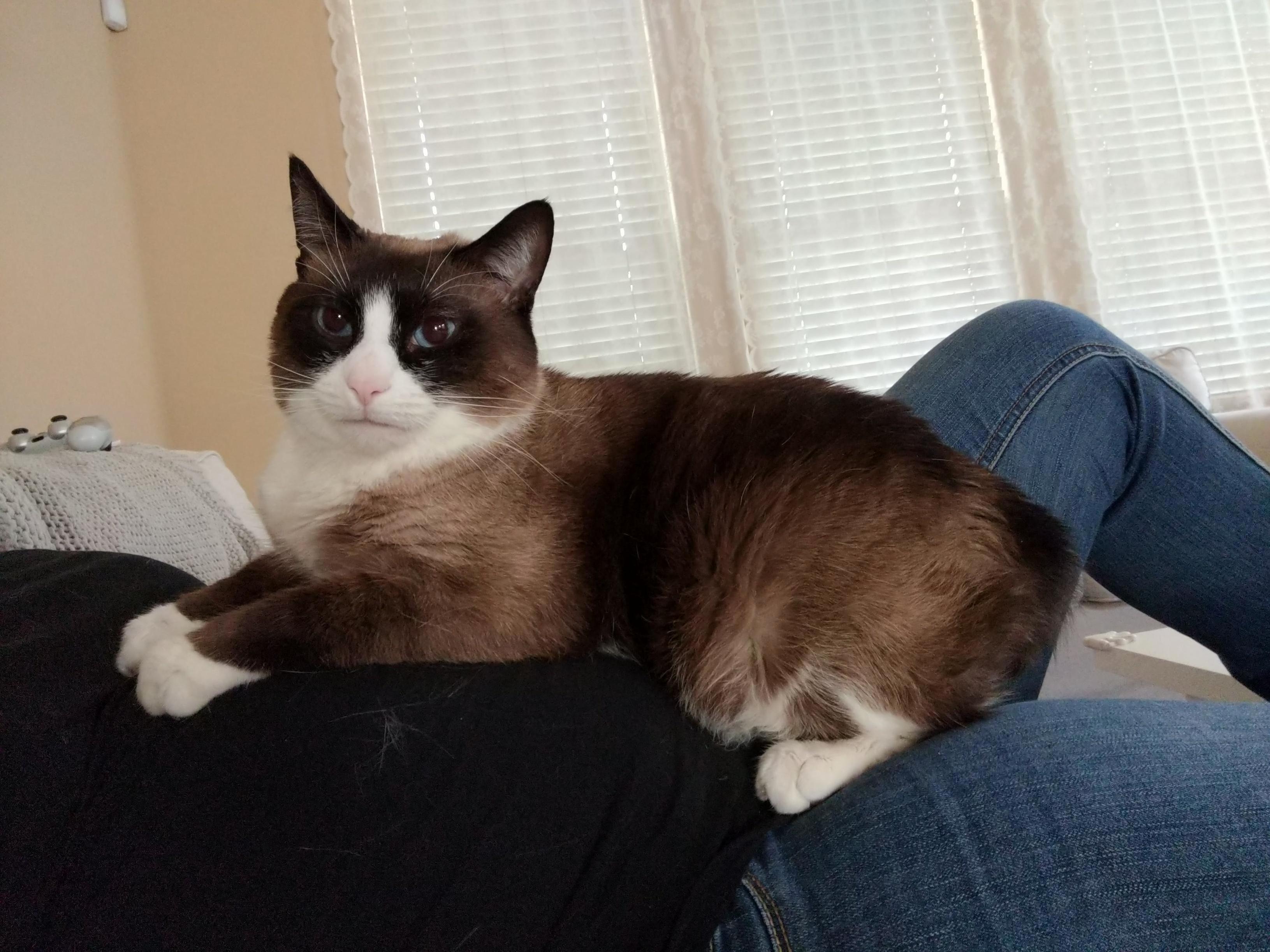 Moose must always have attention. manx snowshoe breeds are snuggley.